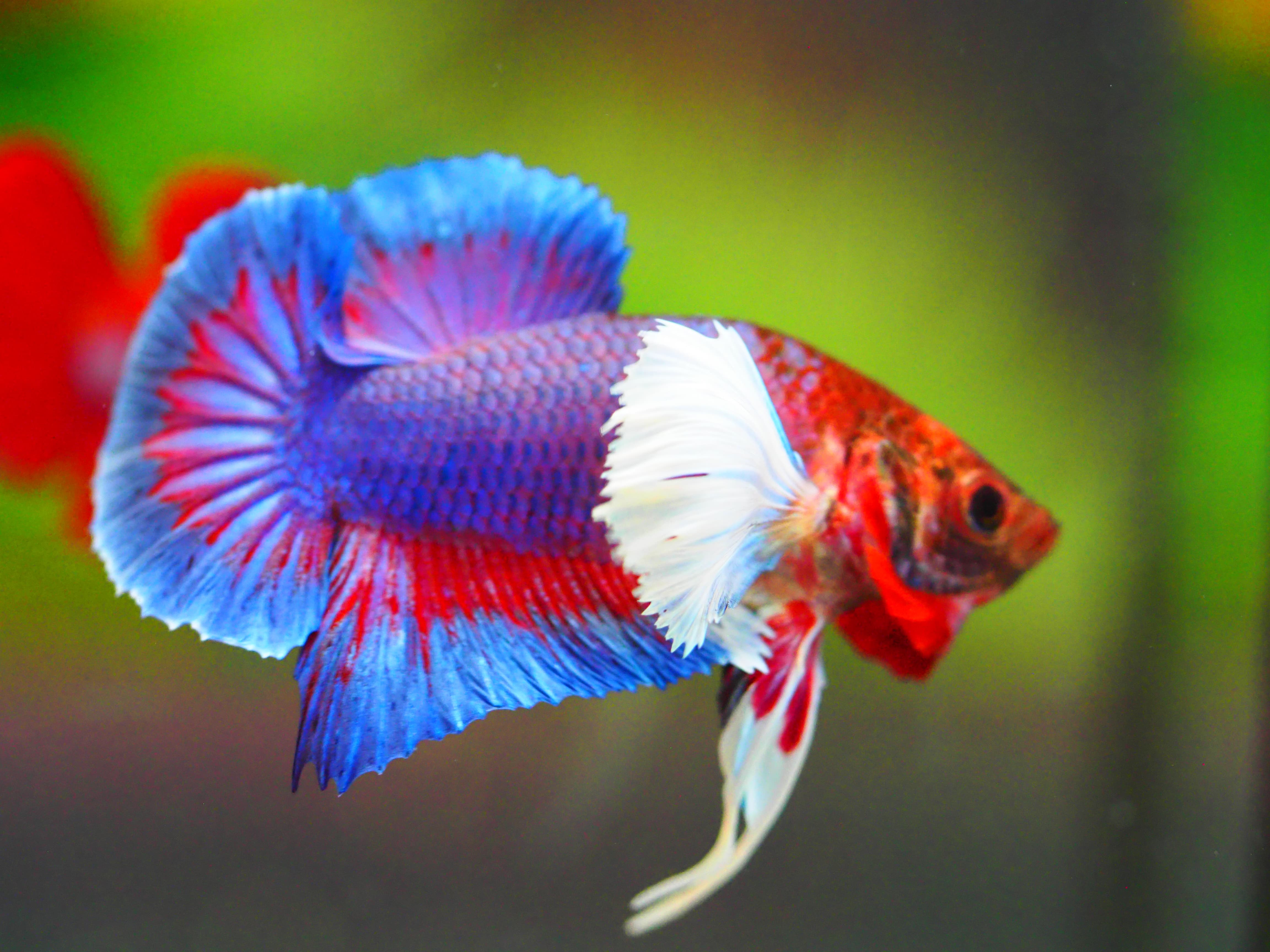 HMPK DUMBO MALE GRADE A +++