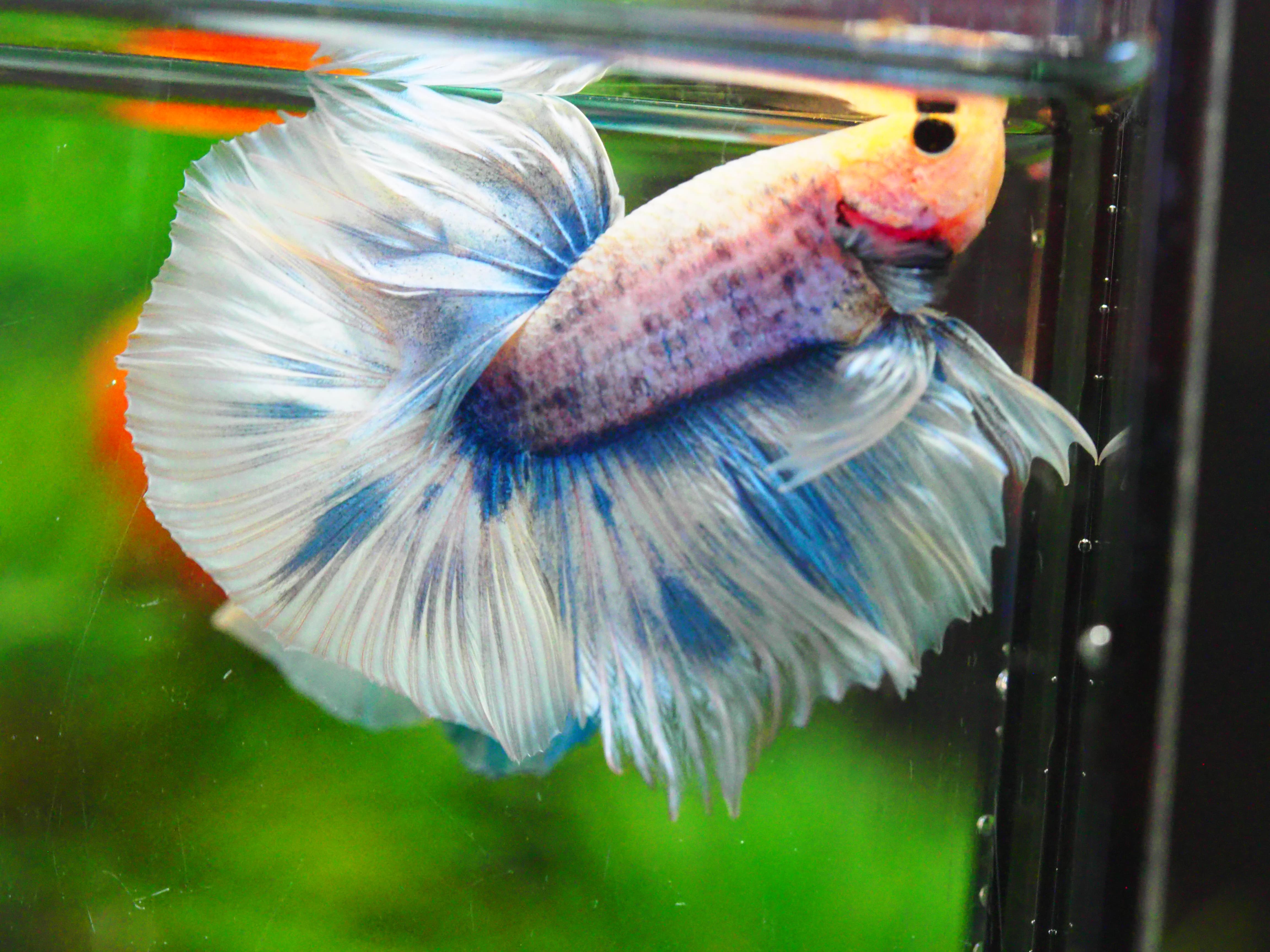 HM FANCY MALE GRADE A +++