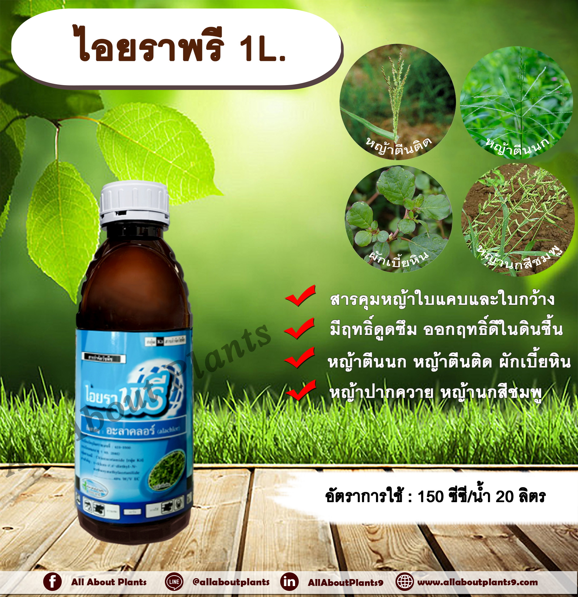 ไอยราพรี 1L.อะลาคลอร์ คุมหญ้า คุมวัชพืช สารกำจัดวัชพืช ใบแคบและใบกว้าง ดูดซึม หญ้านกสีชมพู หญ้าตีนนก หญ้าตีนติด หญ้าตีนกา หญ้าปากควาย หญ้าดอกขาว ผักเบี้ยหิน ผักโขม น้ำนมราชสีห์เล็ก allaboutplants ชิ้น