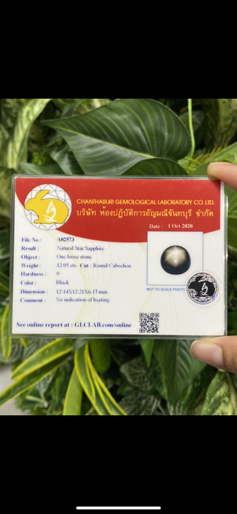 พลอย แบล็ค สตาร์ แซฟไฟร์ Black Star Sapphire 12.05 กะรัต (Cts.) ดิบ Unheated พร้อมใบเซอร์ พลอยแท้ อัญมณีมงคลประจําวันเกิด เครื่องประดับพลอย