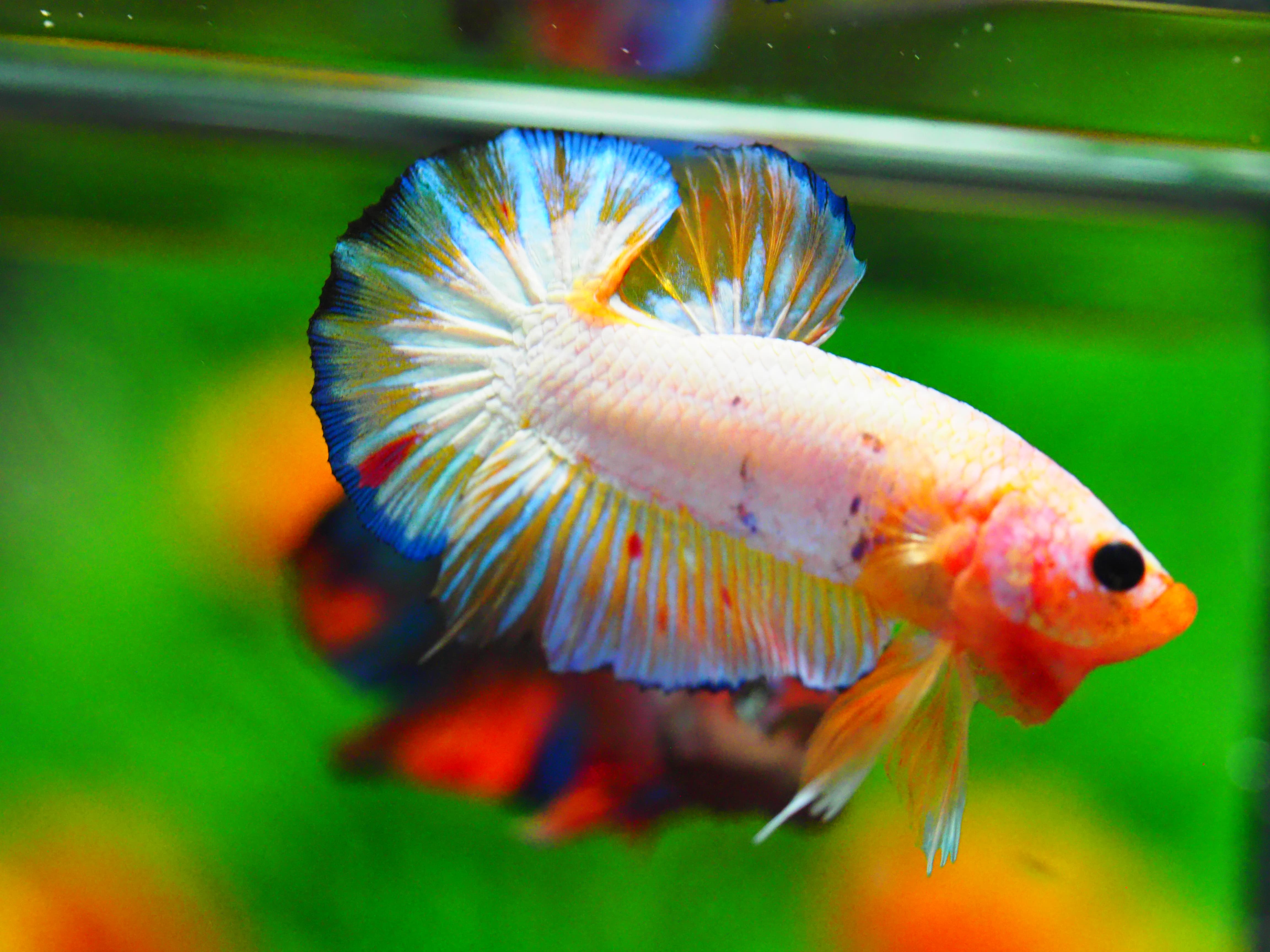 HMPK FANCY MALE GRADE A +++