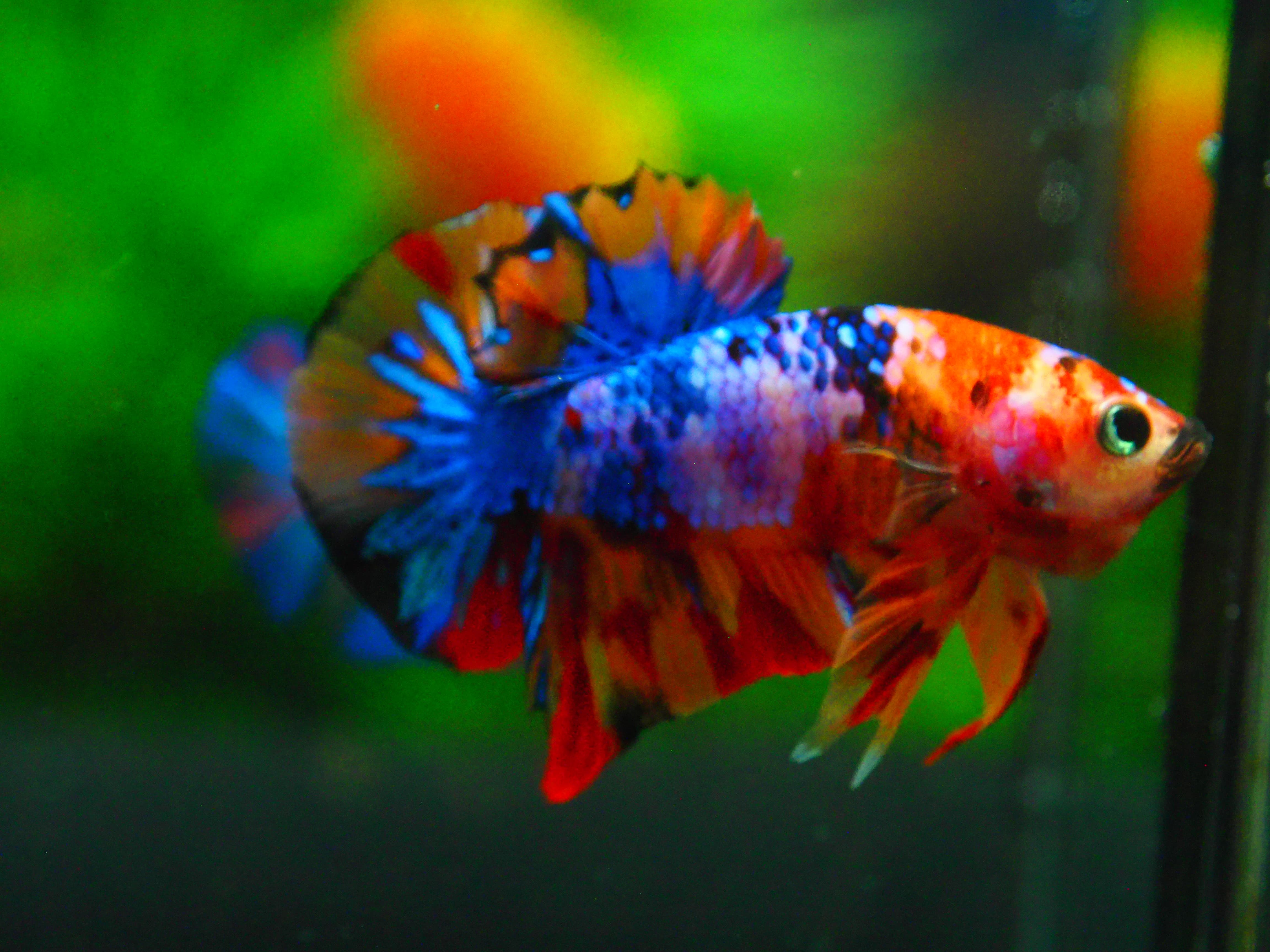 HMPK NEMO GALAXY MALE GRADE A +++