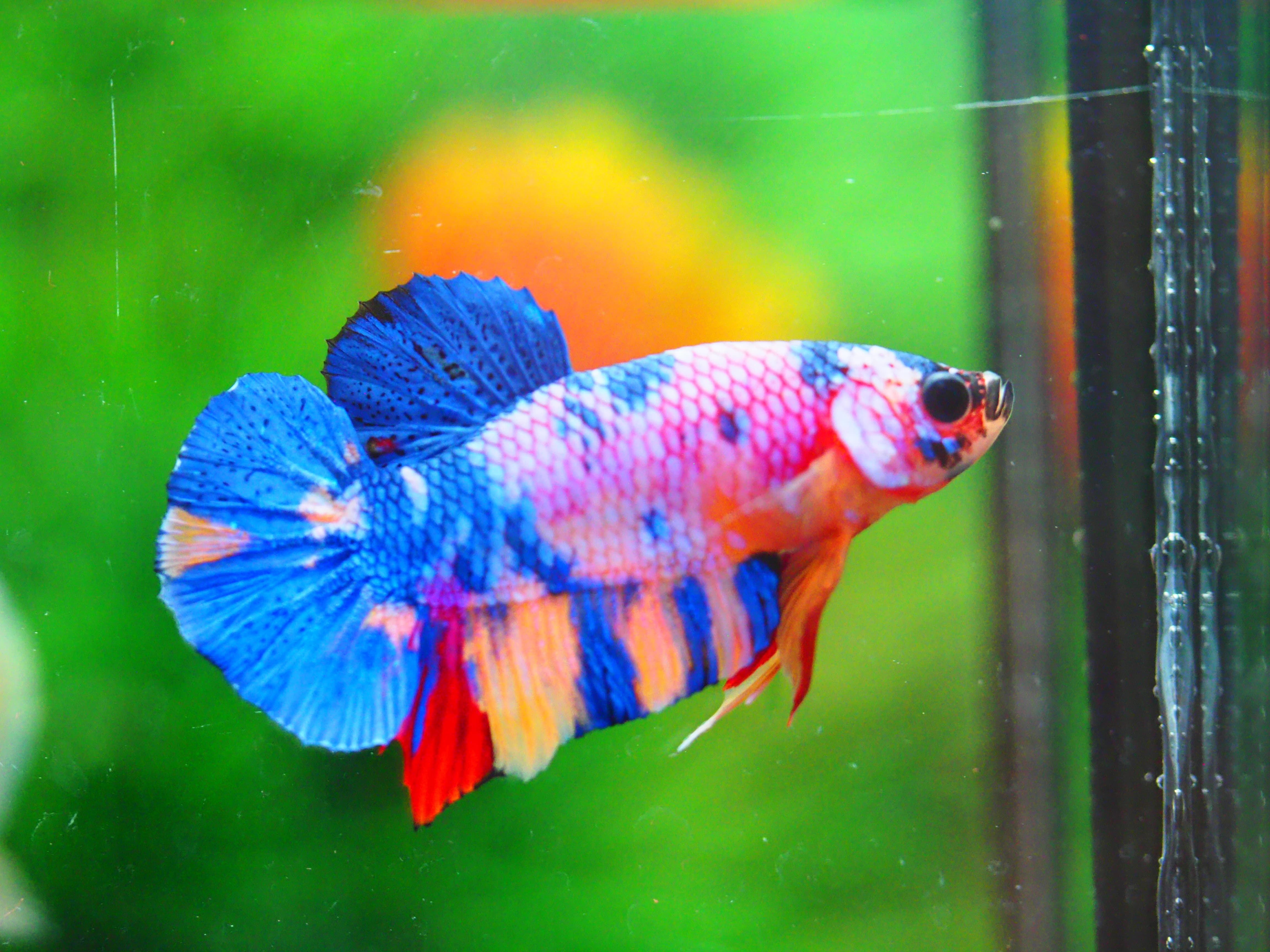 HMPK NEMO GALAXY MALE GRADE A +++