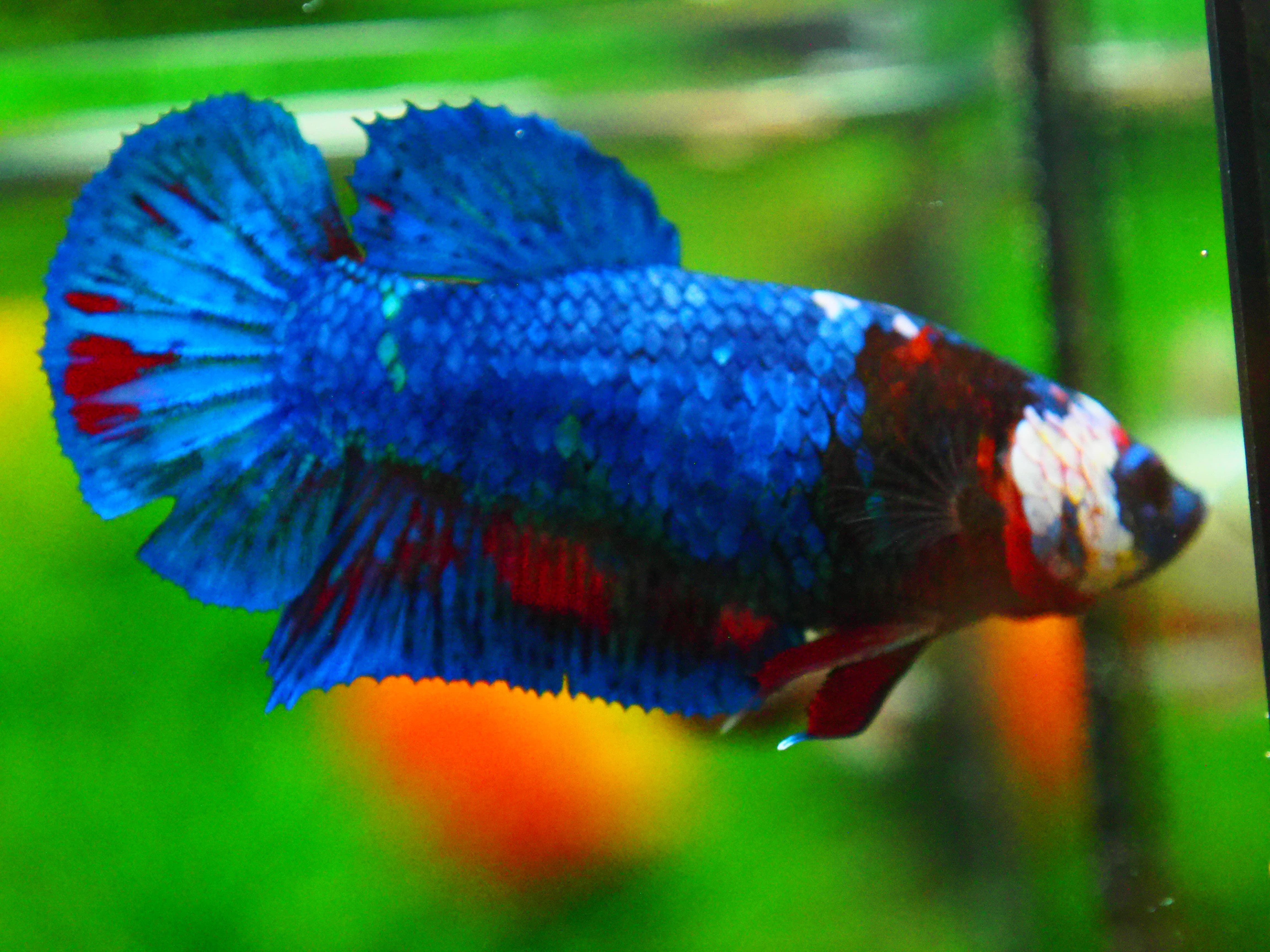 HMPK KOI FANCY FN MALE GRADE A +++