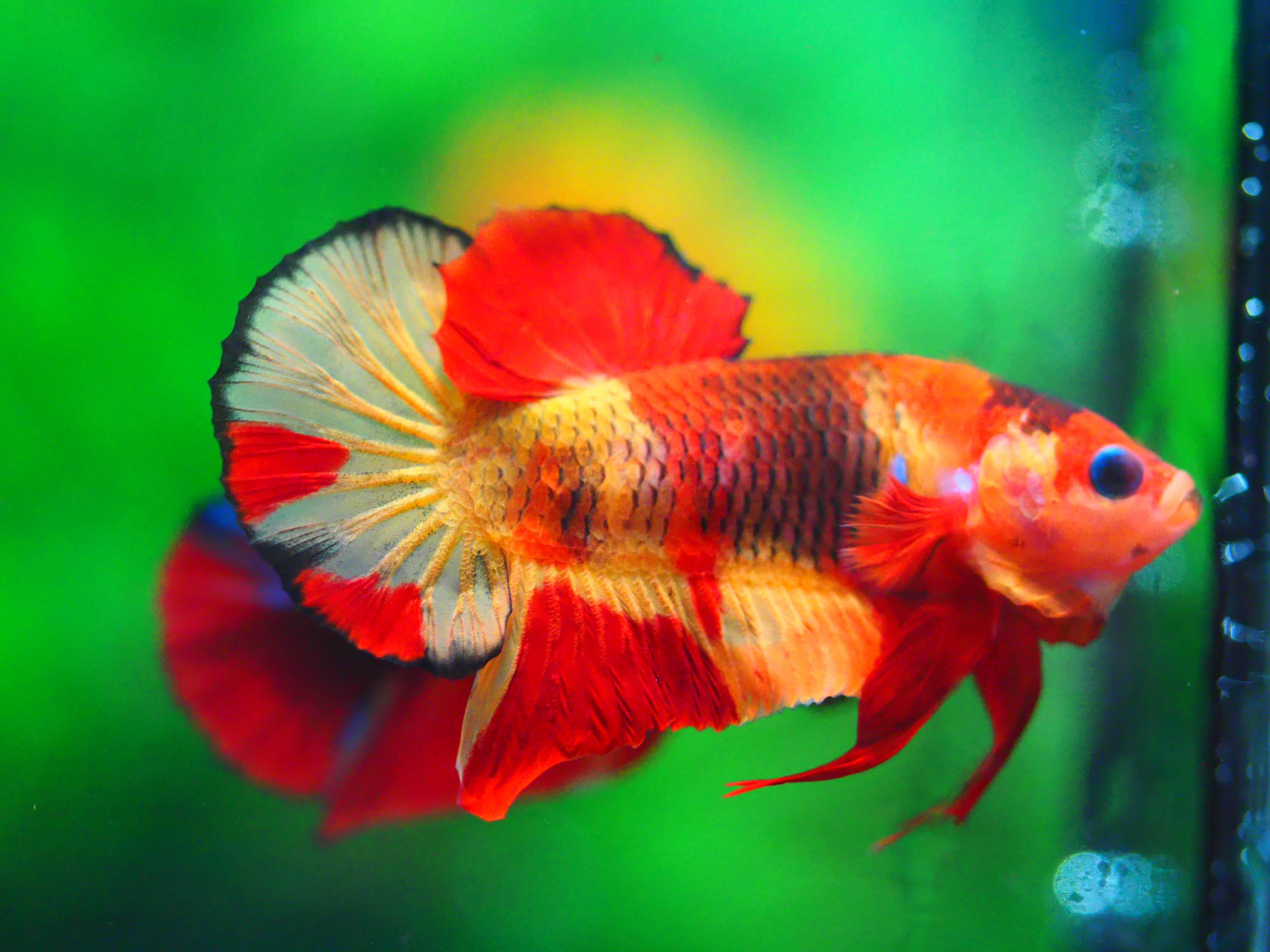 HMPK NEMO MALE GRADE A +++