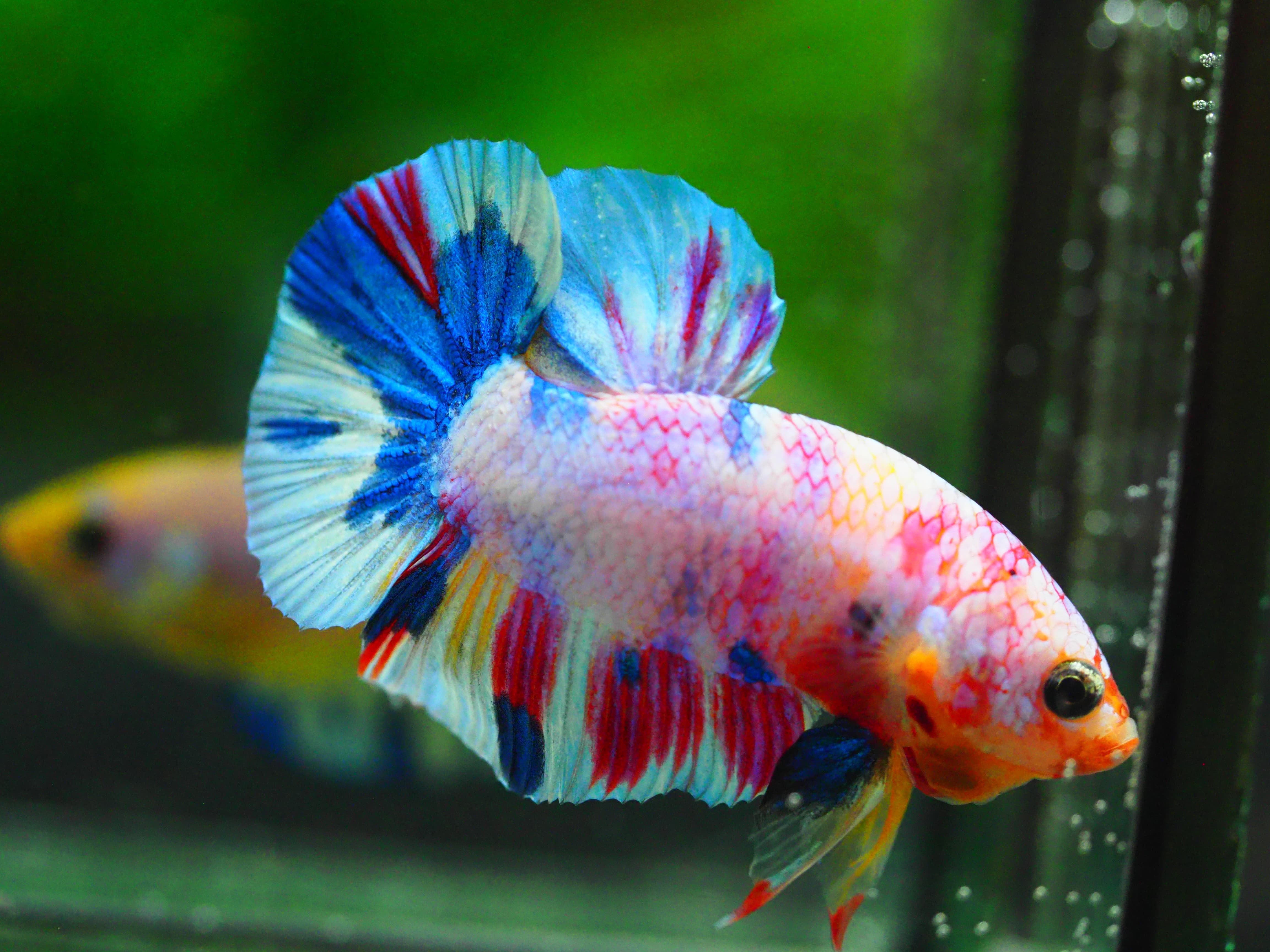 HMPK FANCY MALE GRADE A +++