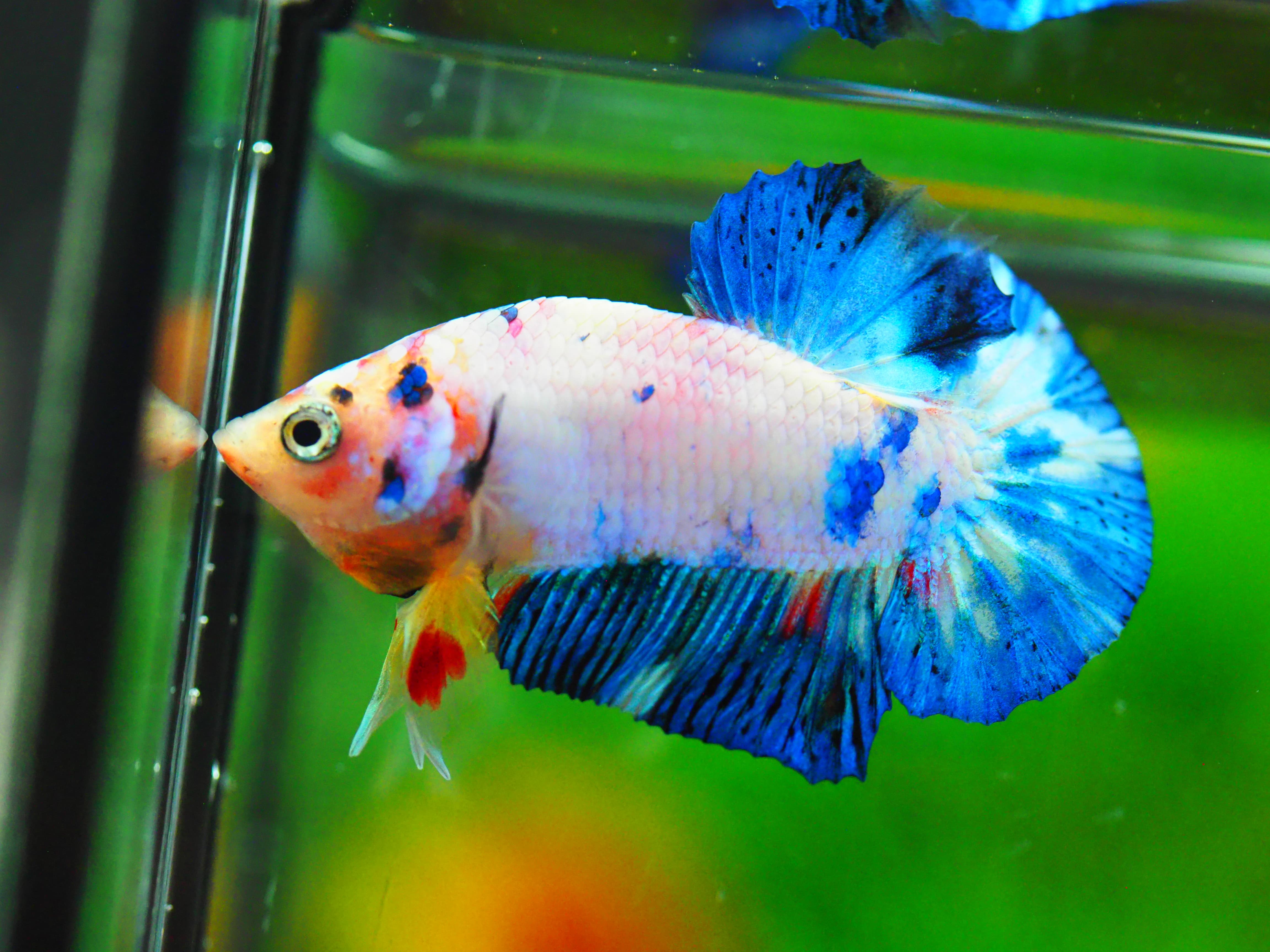 HMPK FANCY MALE GRADE A +++