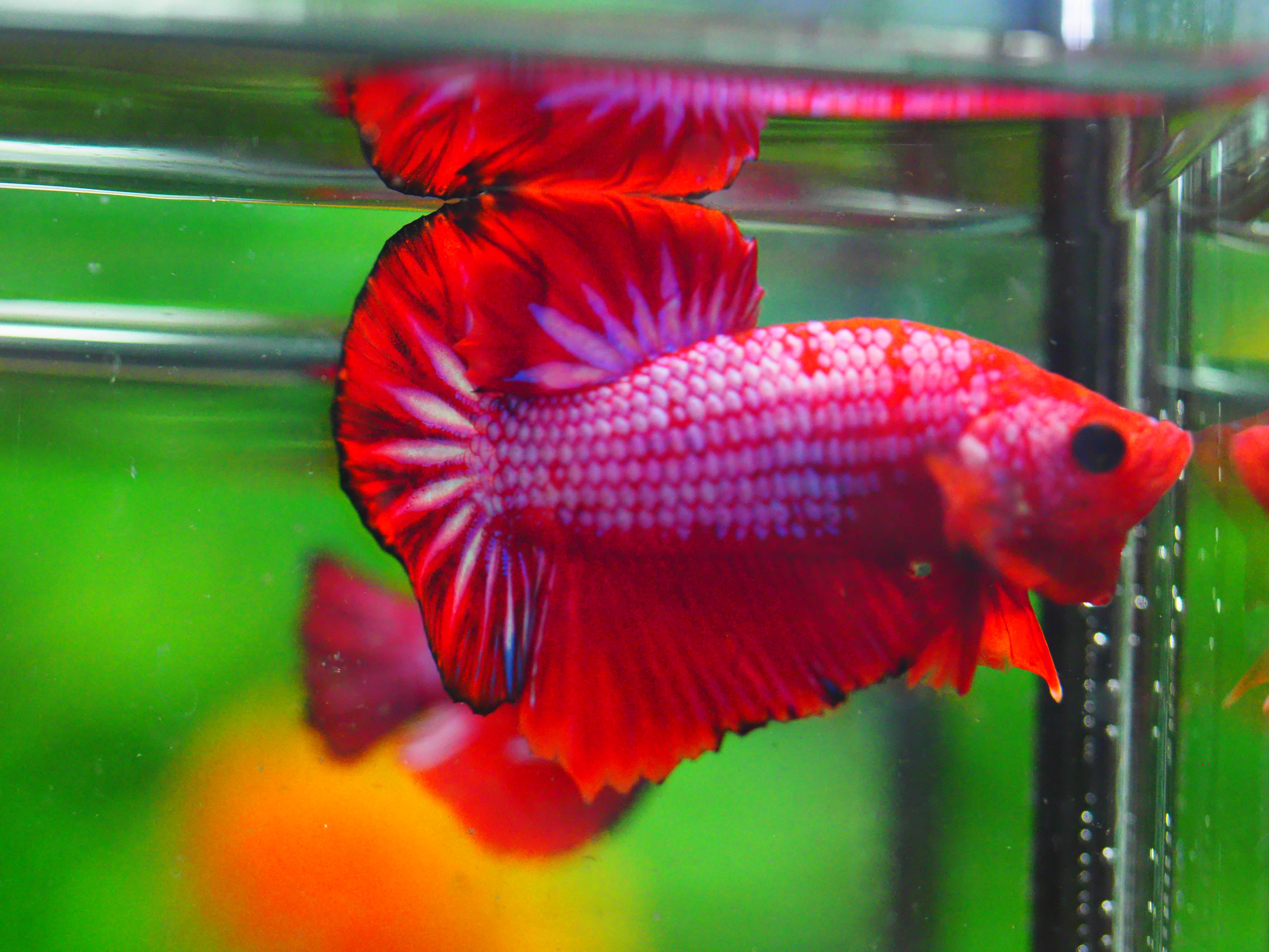 HMPK FANCY MALE GRADE A +++