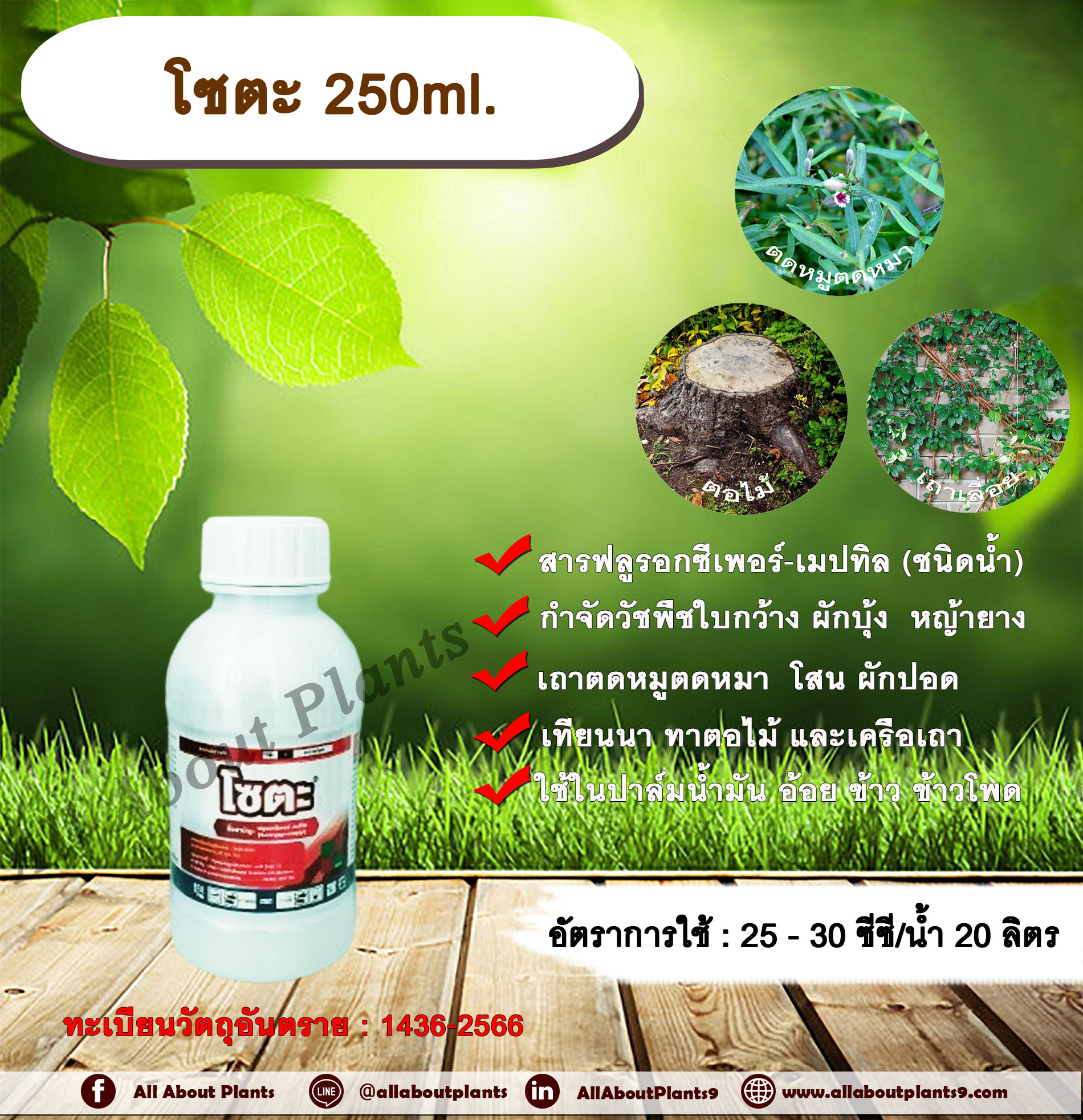 โซตะ 250ml. ฟลูรอกซีเพอร์-เมปทิล สารกำจัดวัชพืช ออกฤทธิ์ดูดซึม กำจัดวัชพืชใบกว้าง ผักบุ้ง หญ้ายาง เถาตดหมูตดหมา โสน ผักปอด เทียนนา ทาตอไม้ และเครือเถา ใช้ในปาล์มน้ำมัน อ้อย ข้าว ข้าวโพด ขวด