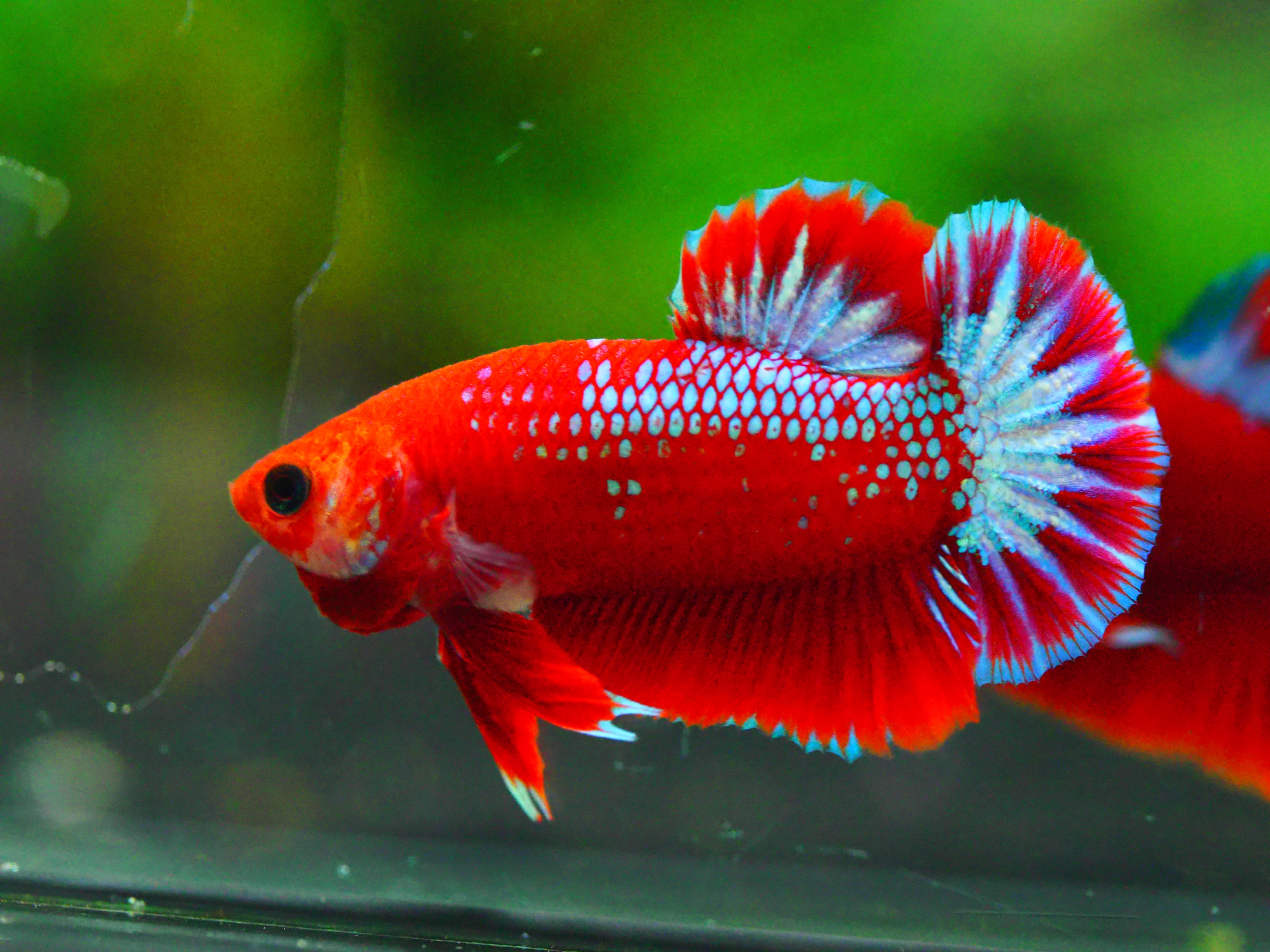 HMPK FANCY MALE GRADE A +++