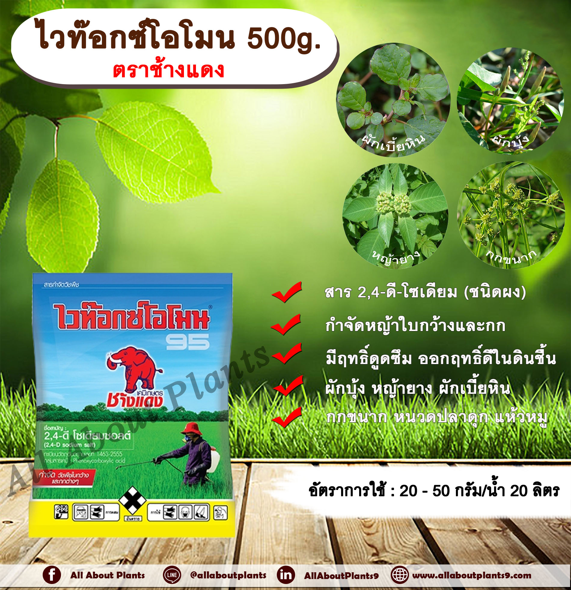 ไวท๊อกซ์โอโมน 500g. ตราช้างแดง 2,4-ดี-โซเดียม ช้างแดงผง ทูโฟดี สารกำจัดหญ้า กำจัดวัชพืช แบบดูดซึม ใบกว้าง และกก กำจัดหญ้ายาง ผักบุ้ง ผักโขม ผักเบี้ยหิน เครือ สะอึก กกขนาก แห้วหมู หนวดปลาดุก ถุง
