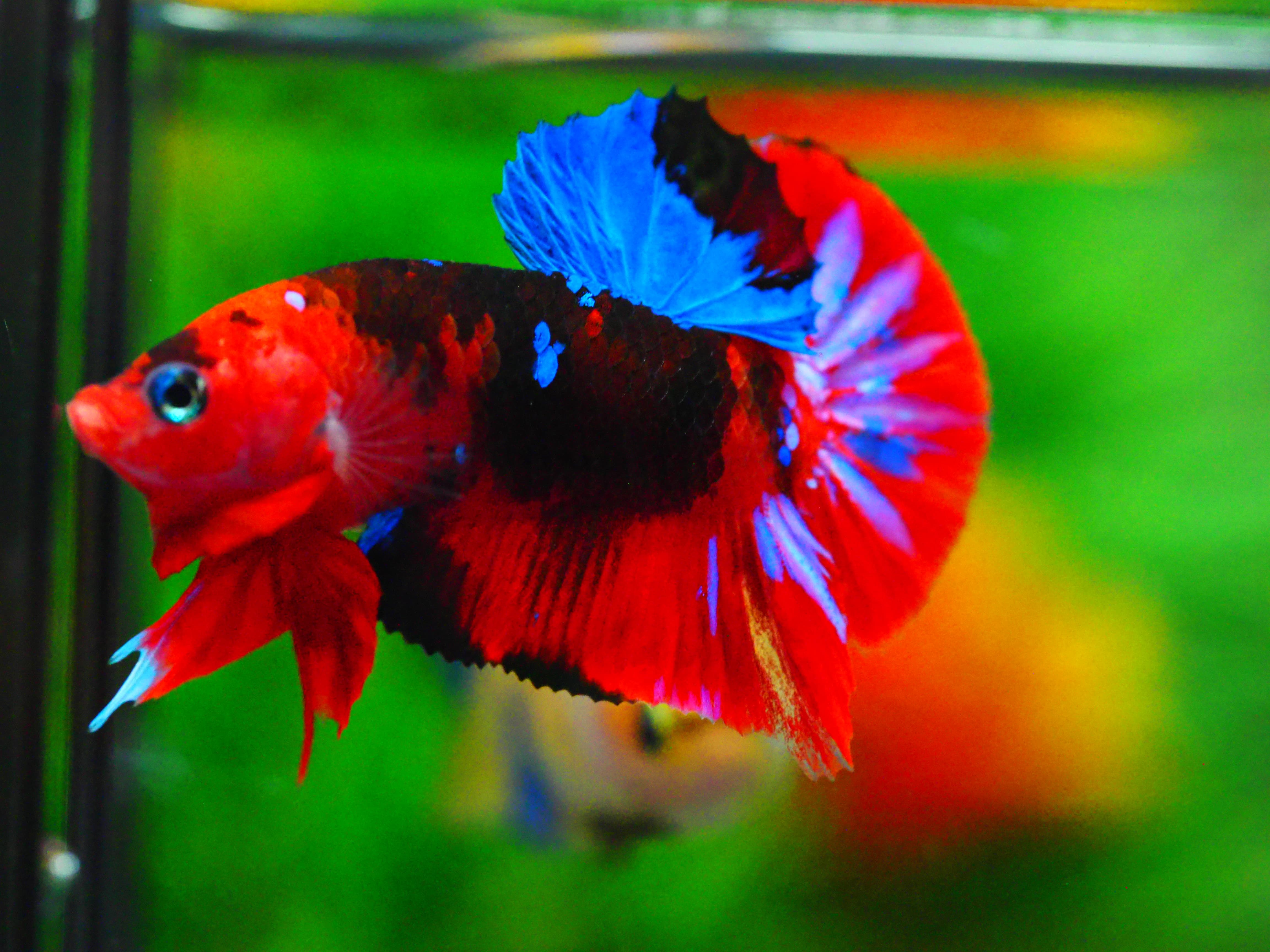 HMPK KOI GALAXY MALE GRADE A +++