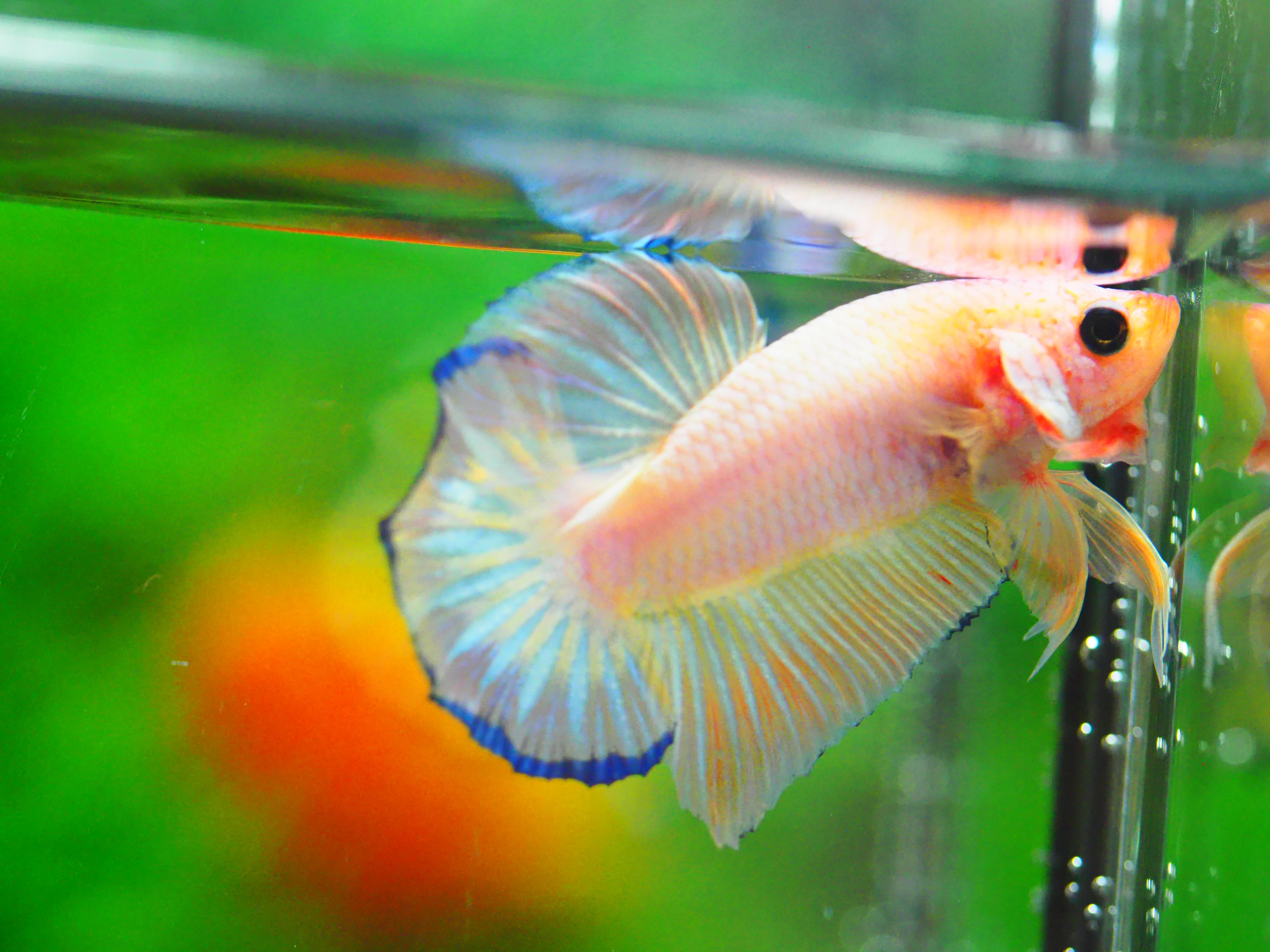 HMPK FANCY MALE GRADE A +++