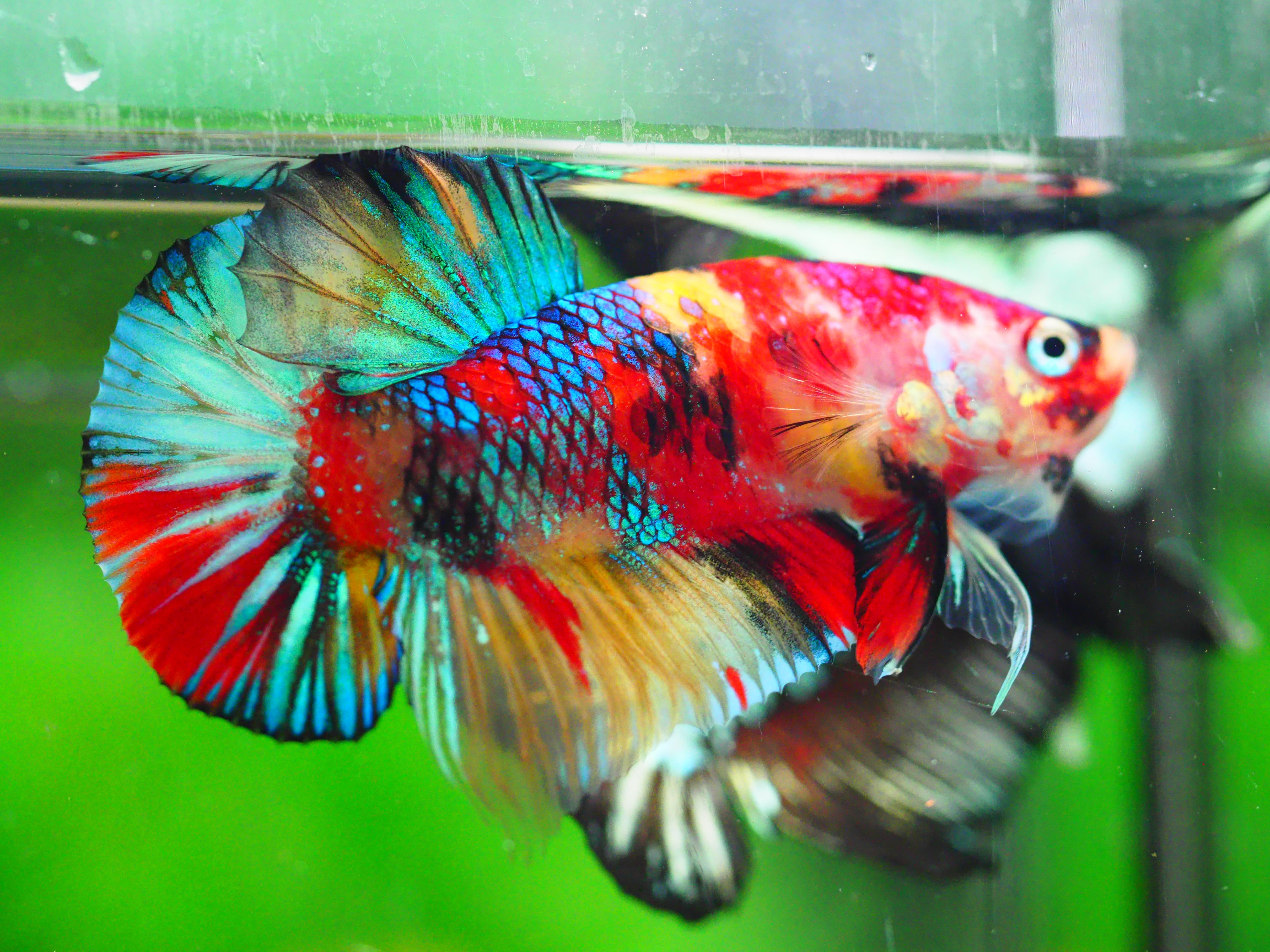 HMPK KOI GALAXY MALE GRADE A +++