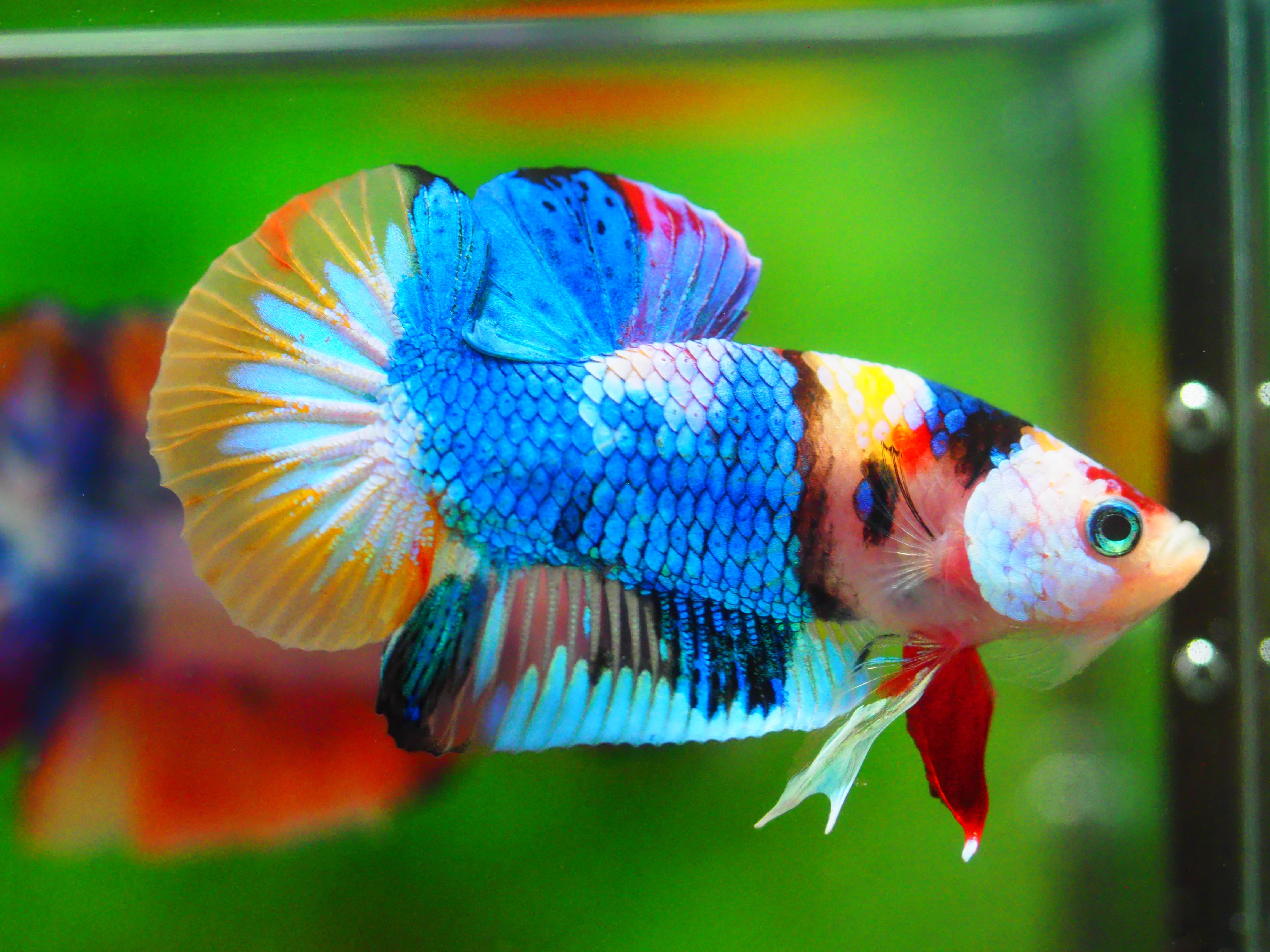 HMPK KOI GALAXY MALE GRADE A +++