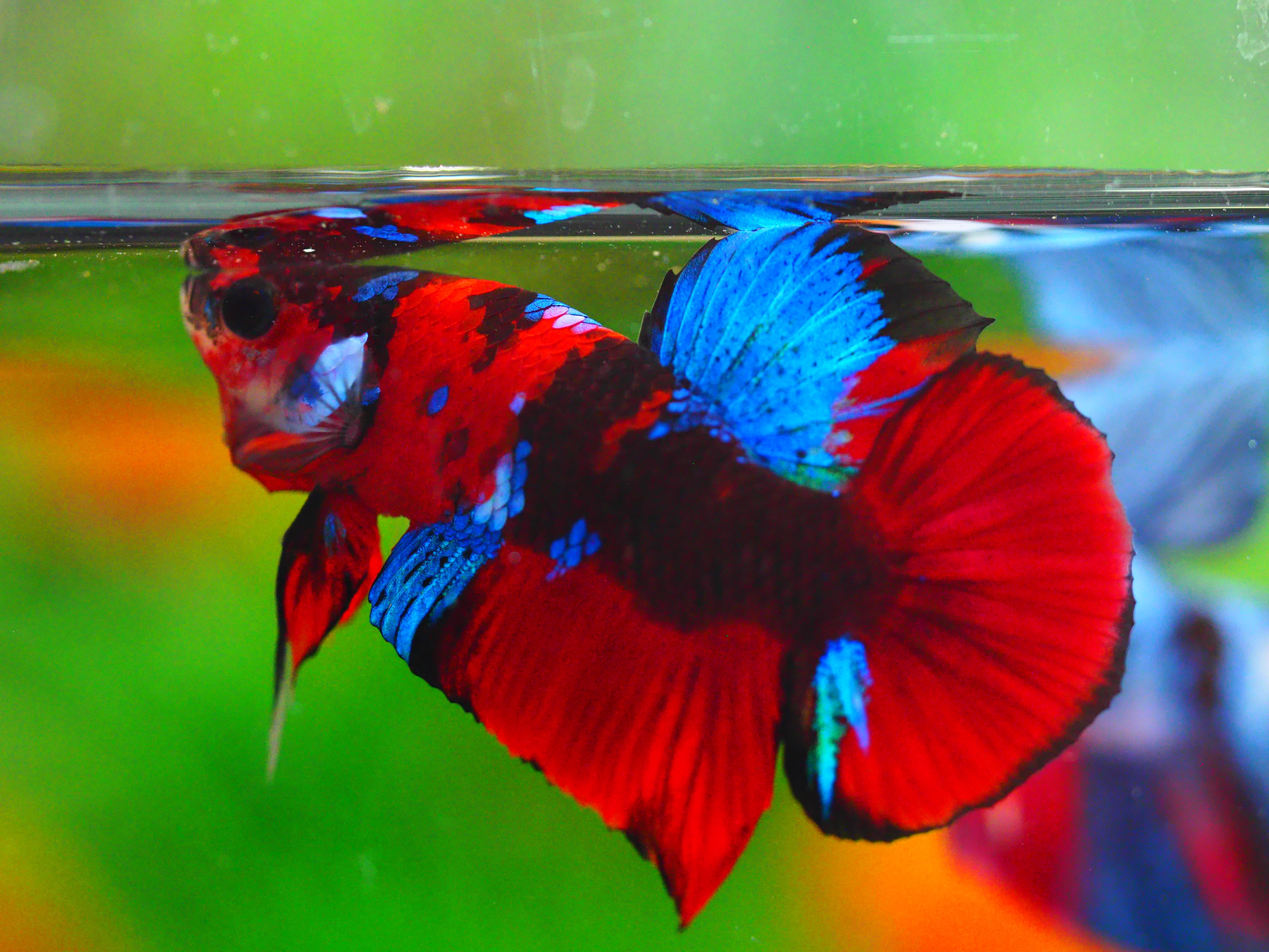 HMPK KOI GALAXY MALE GRADE A +++