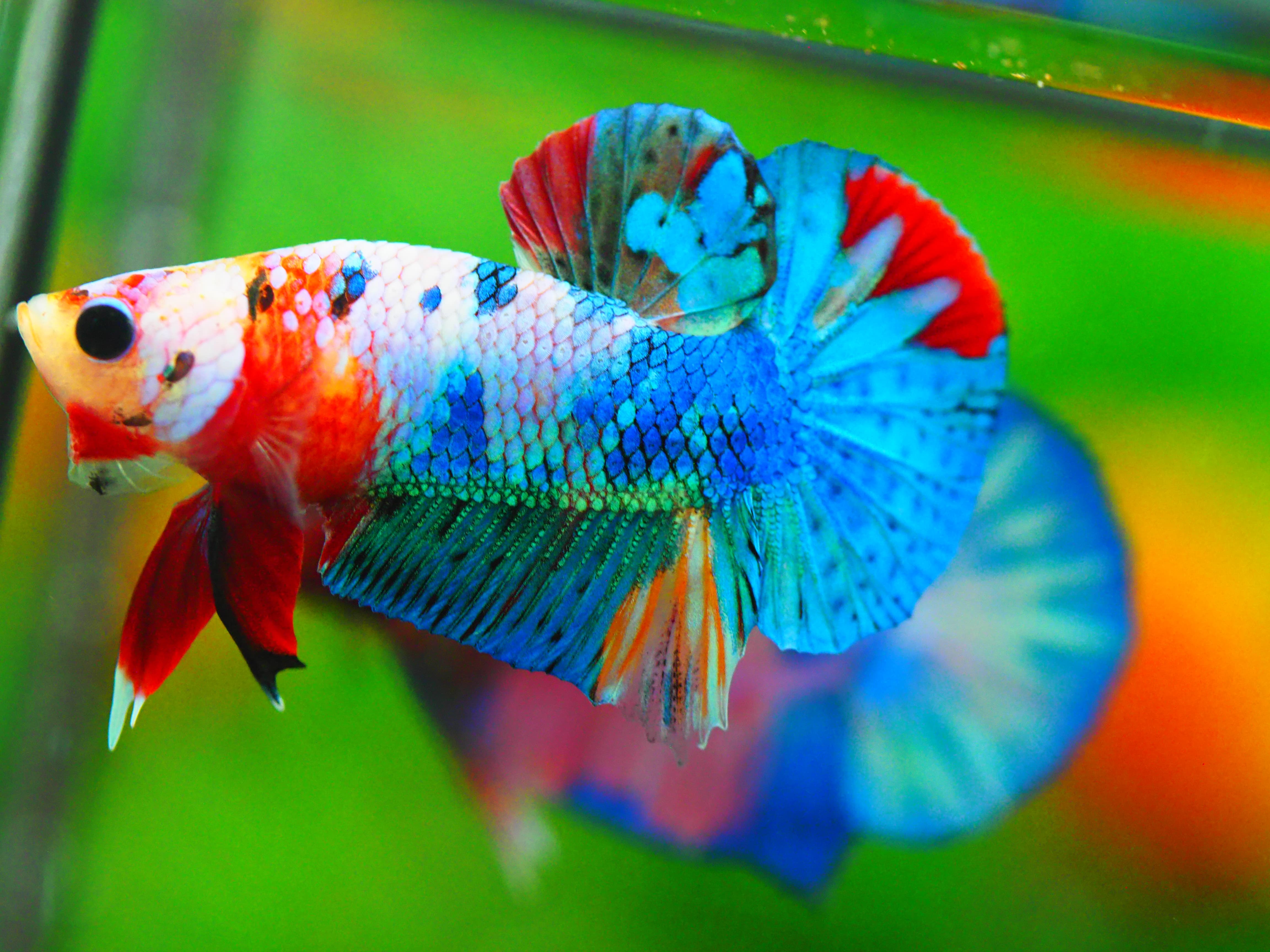 HMPK KOI FANCY MALE GRADE A +++