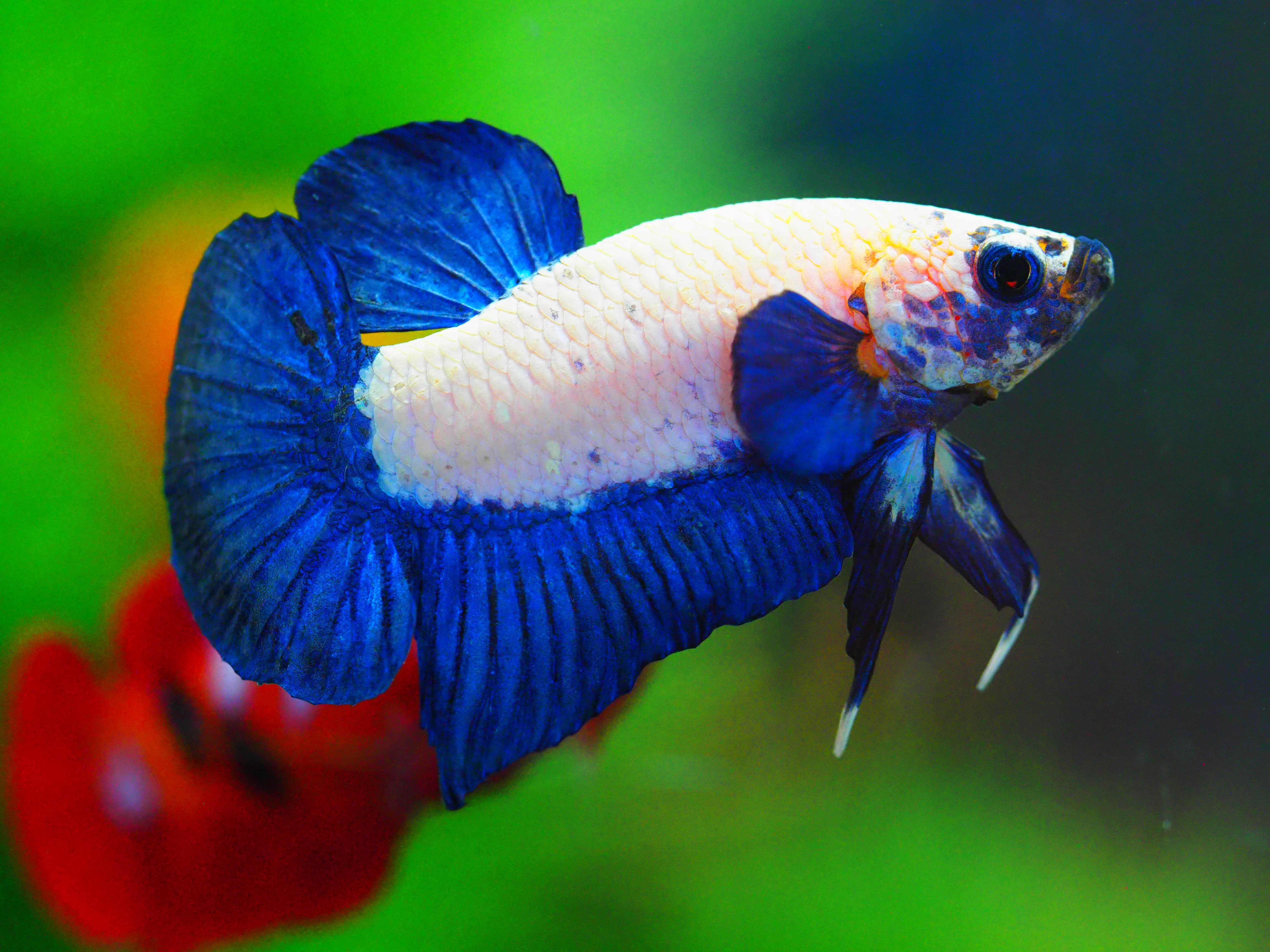 HMPK FANCY MALE GRADE A +++