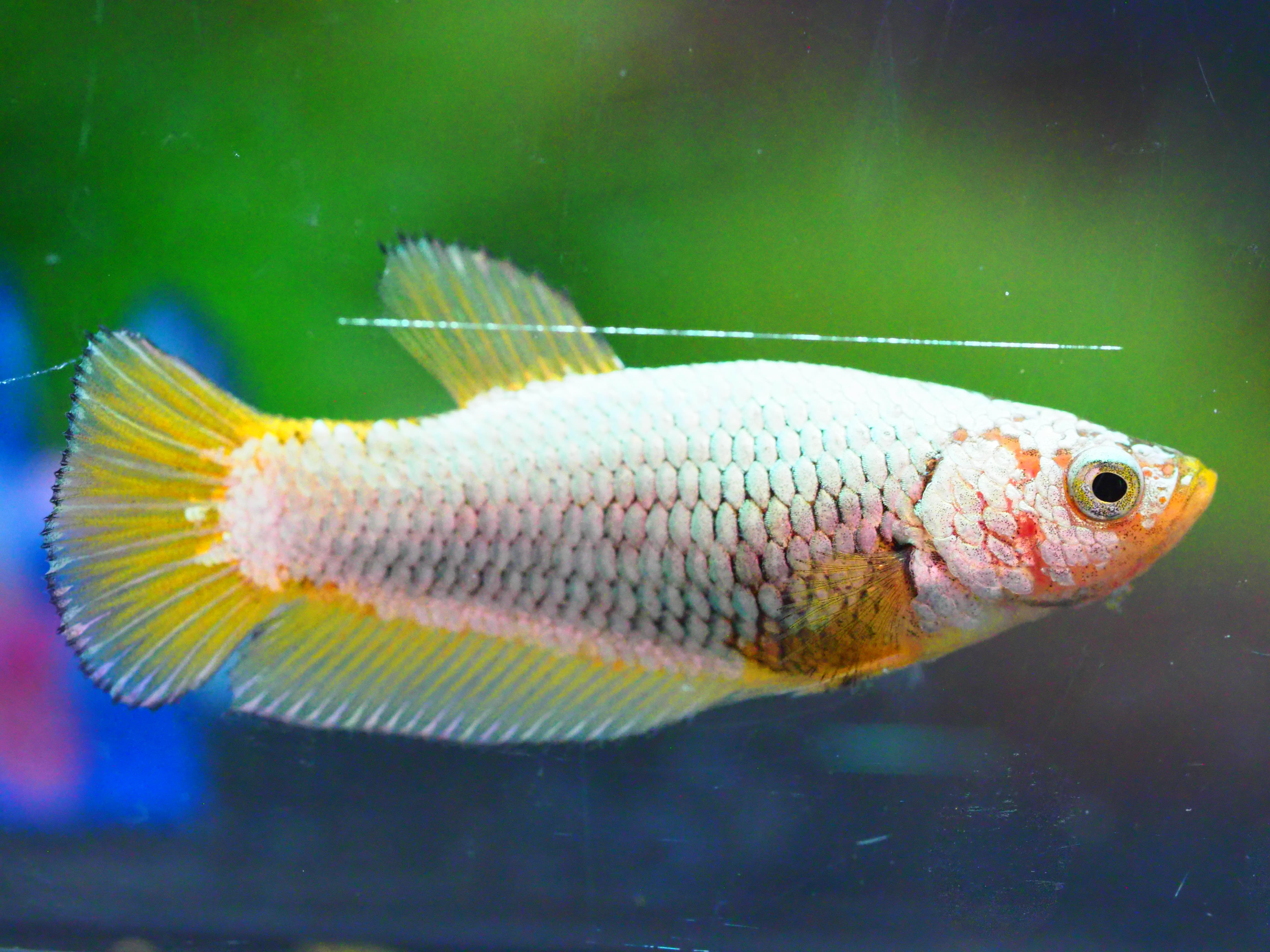 HMPK FANCY FNMALE GRADE A +++