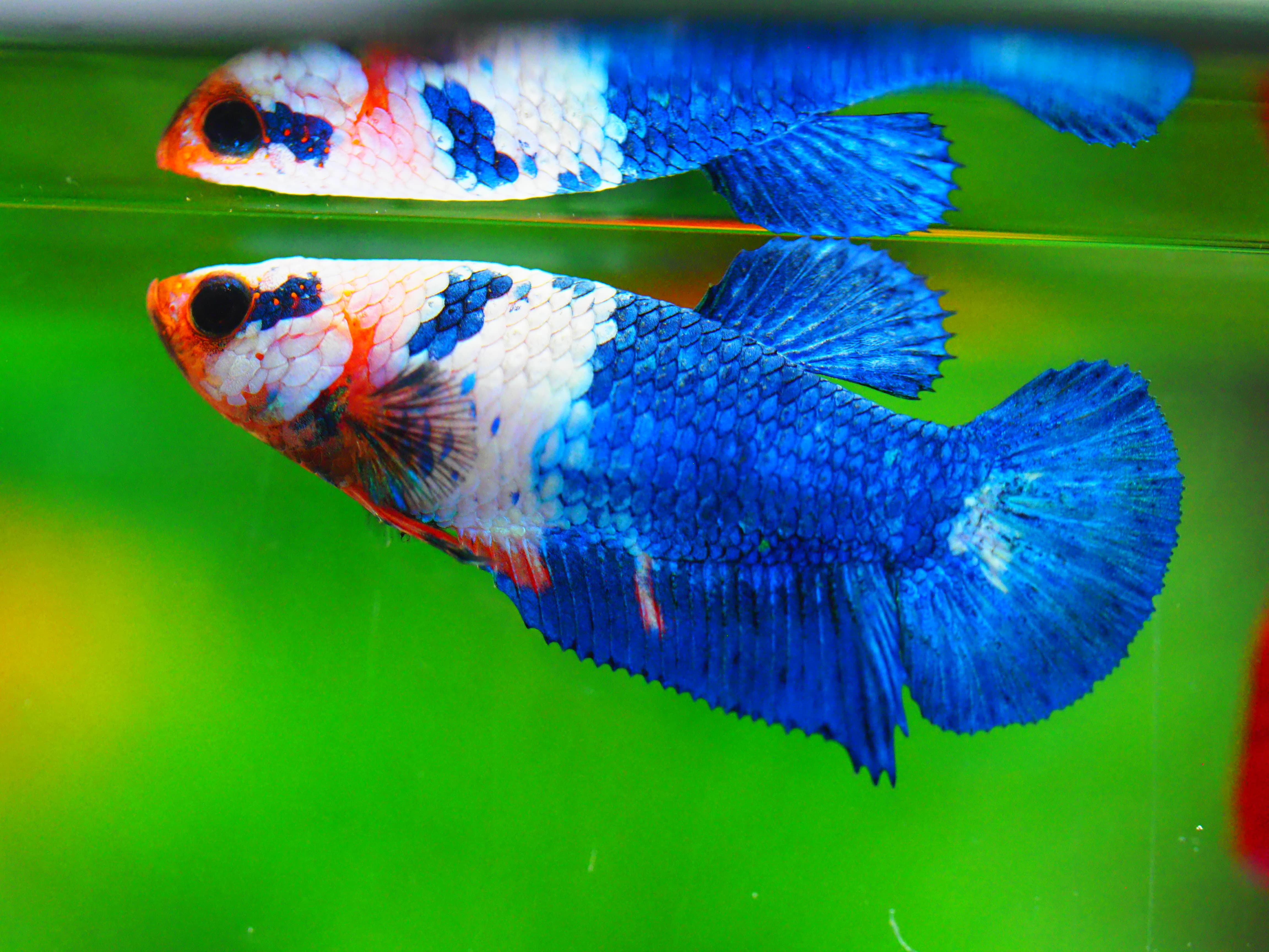 HMPK FANCY FNMALE GRADE A +++