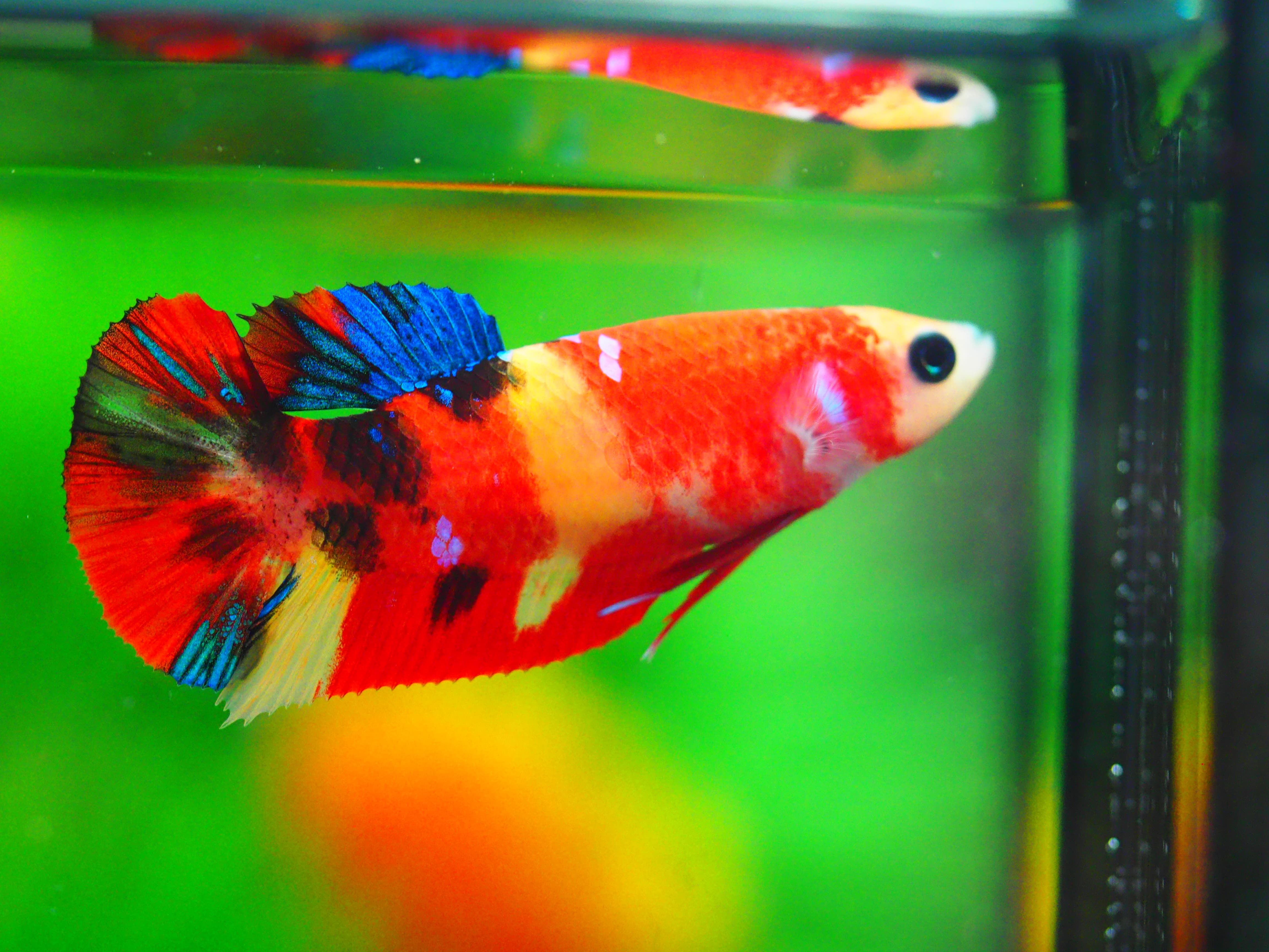 HMPK NEMO FEMALE GRADE A +++