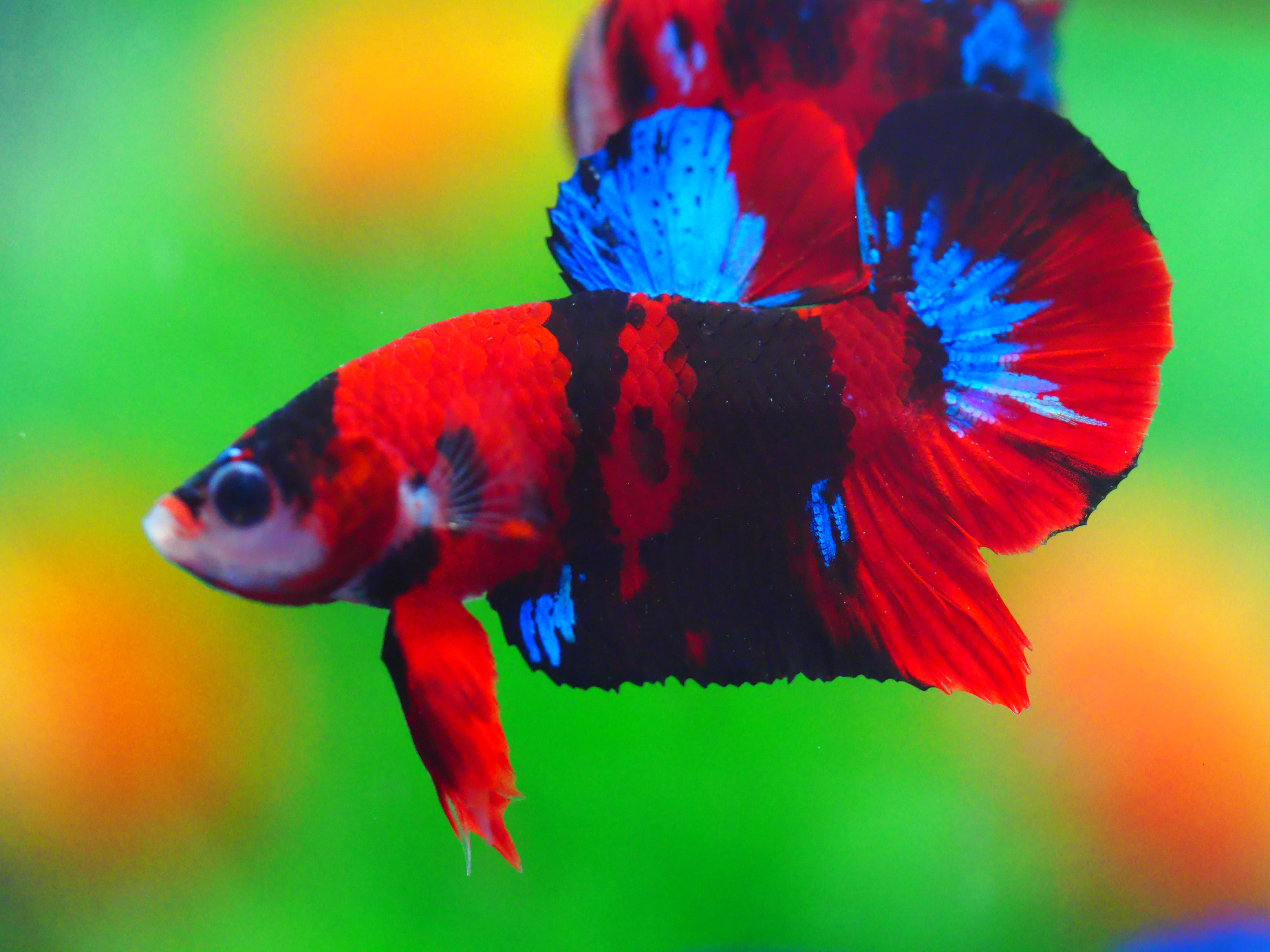 HMPK KOI GALAXY MALE GRADE A +++