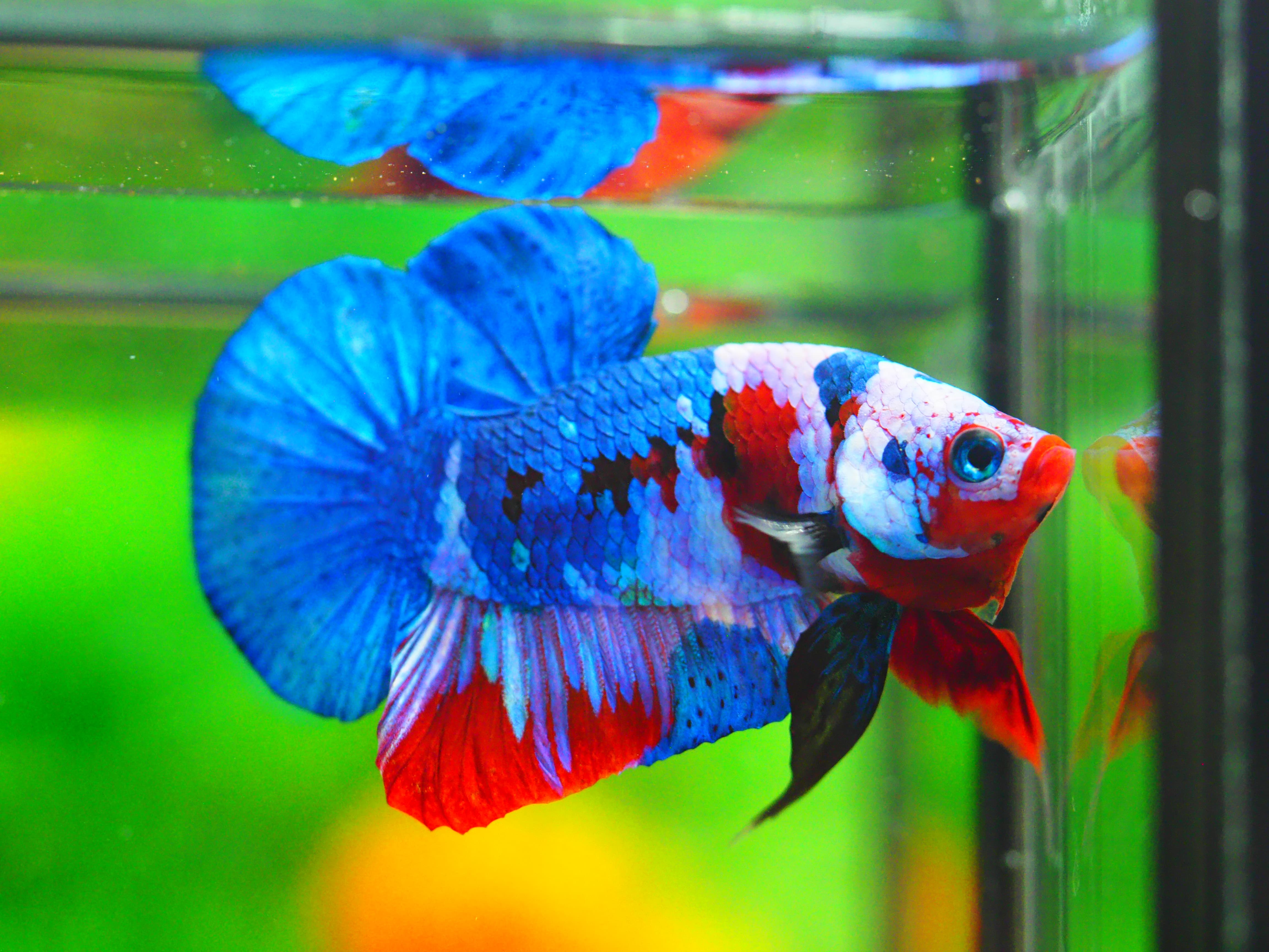 HMPK KOI GALAXY MALE GRADE A +++