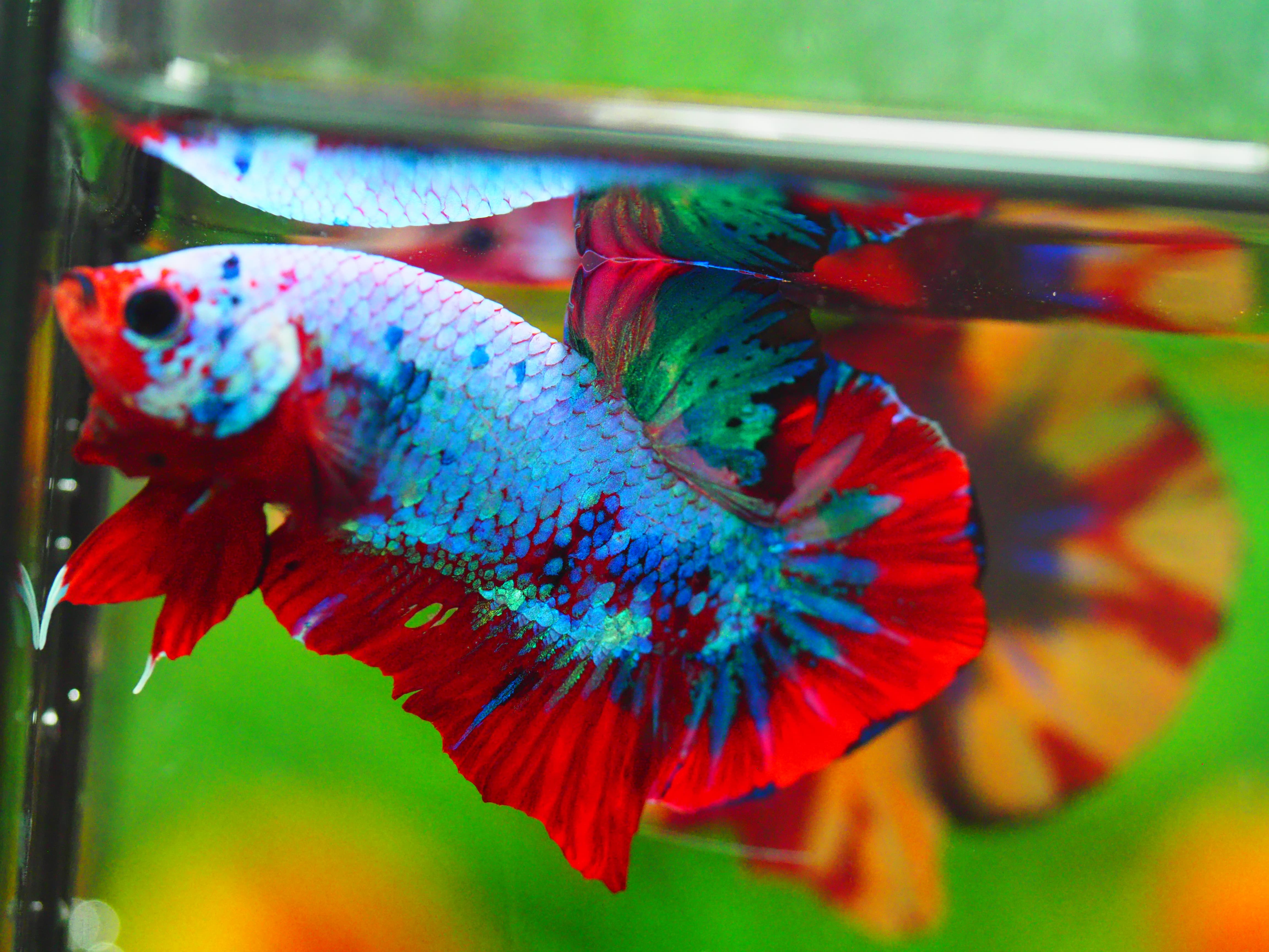 HMPK KOI GALAXY MALE GRADE A +++