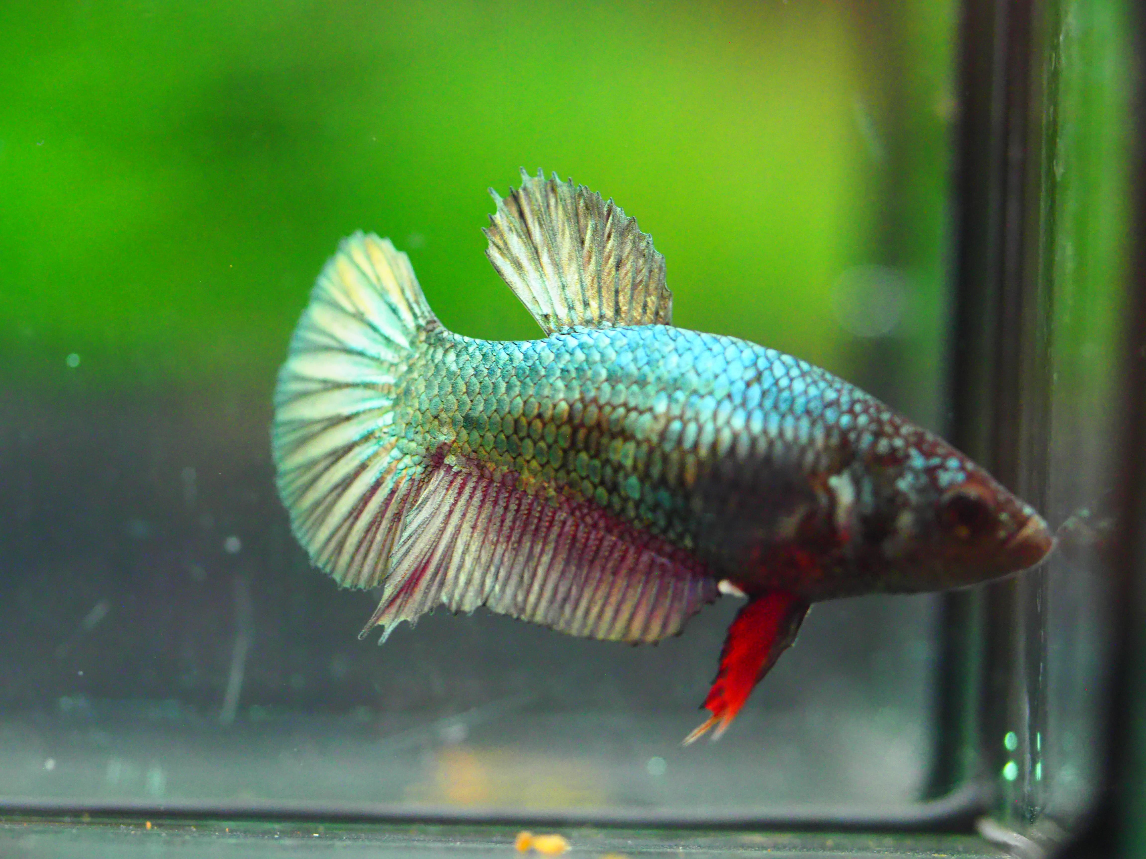 HMPK COPPER FNMALE GRADE A +++