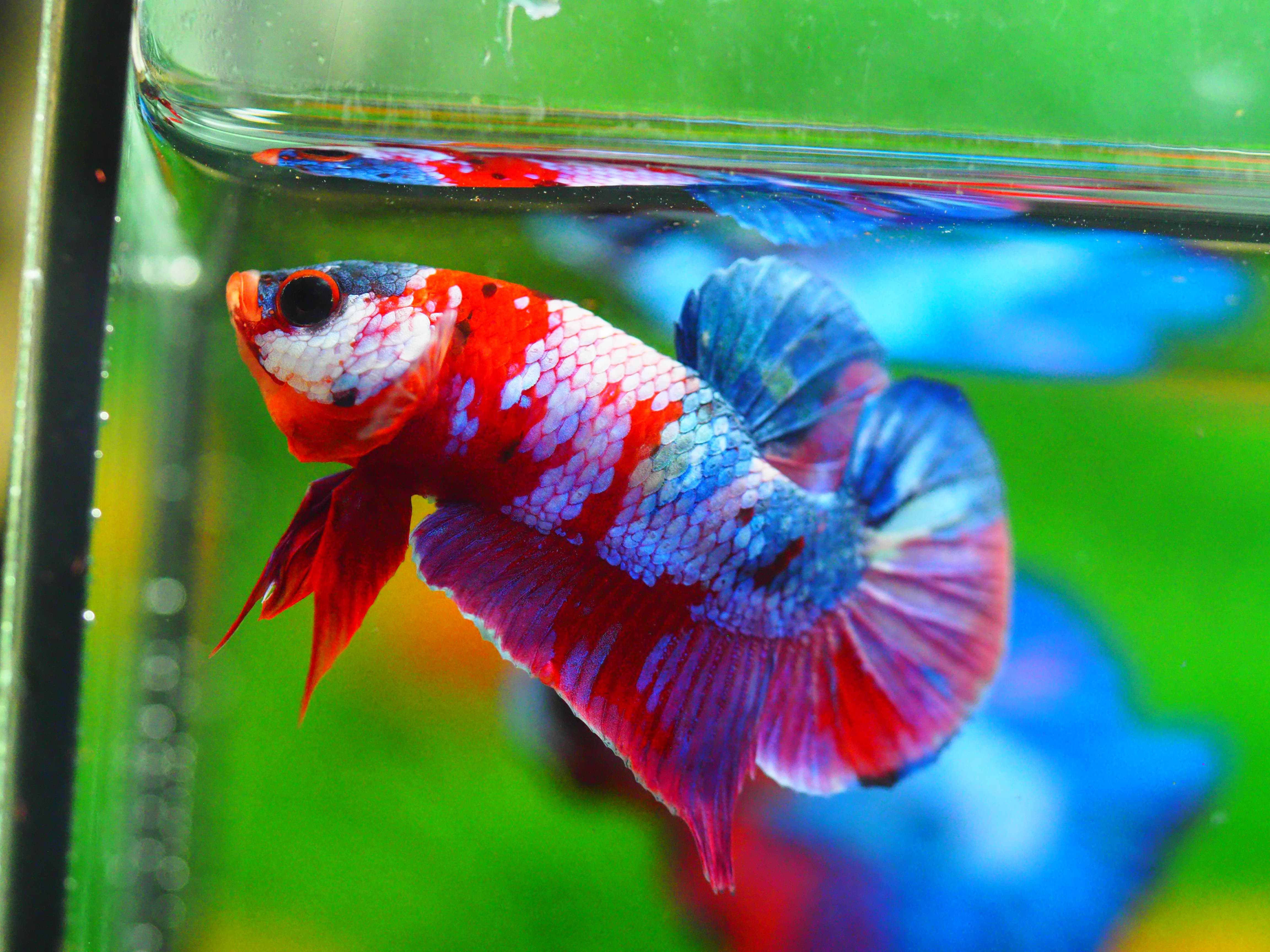 HMPK KOI GALAXY MALE GRADE A +++