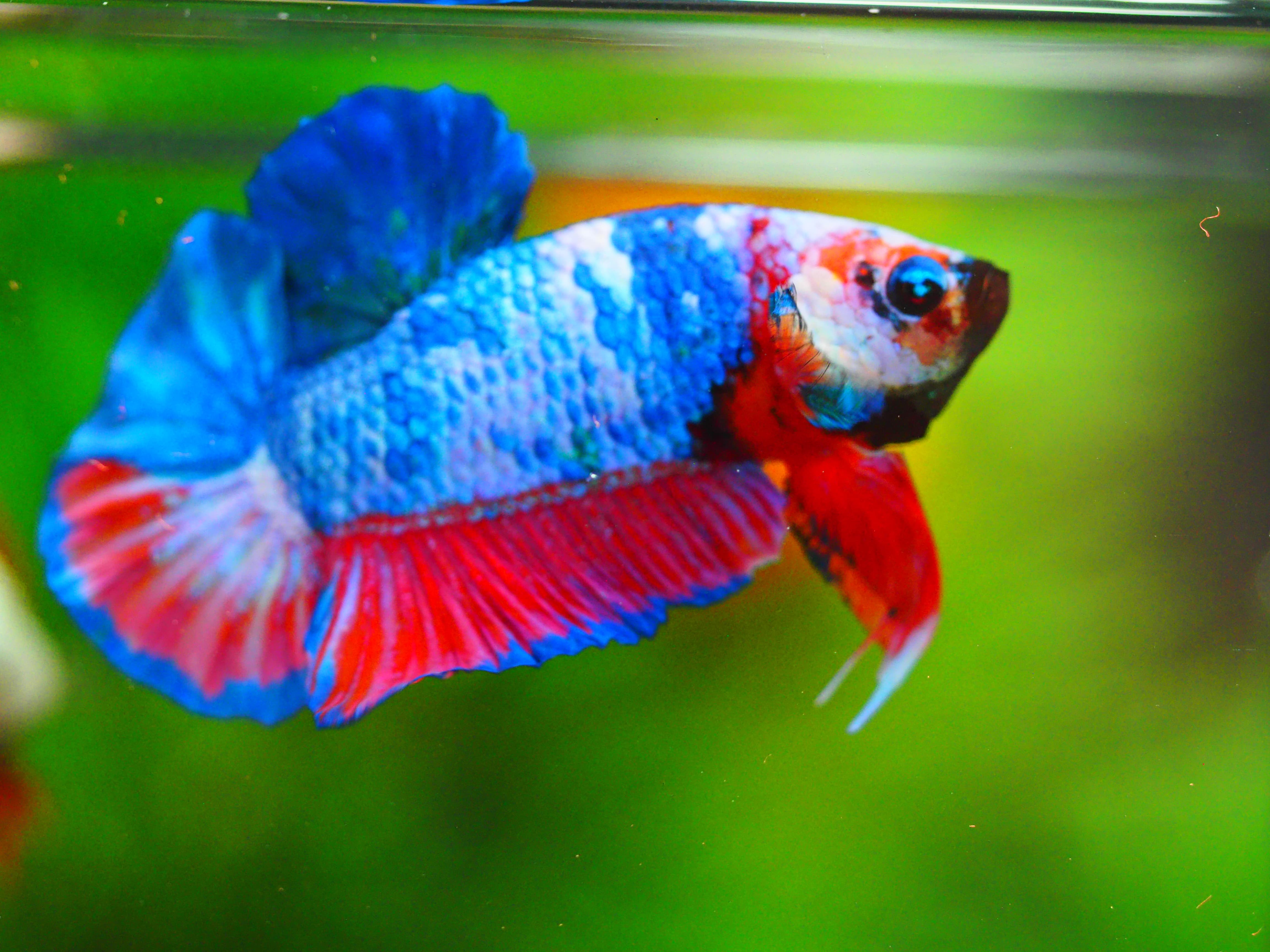 HMPK KOI GALAXY MALE GRADE A++