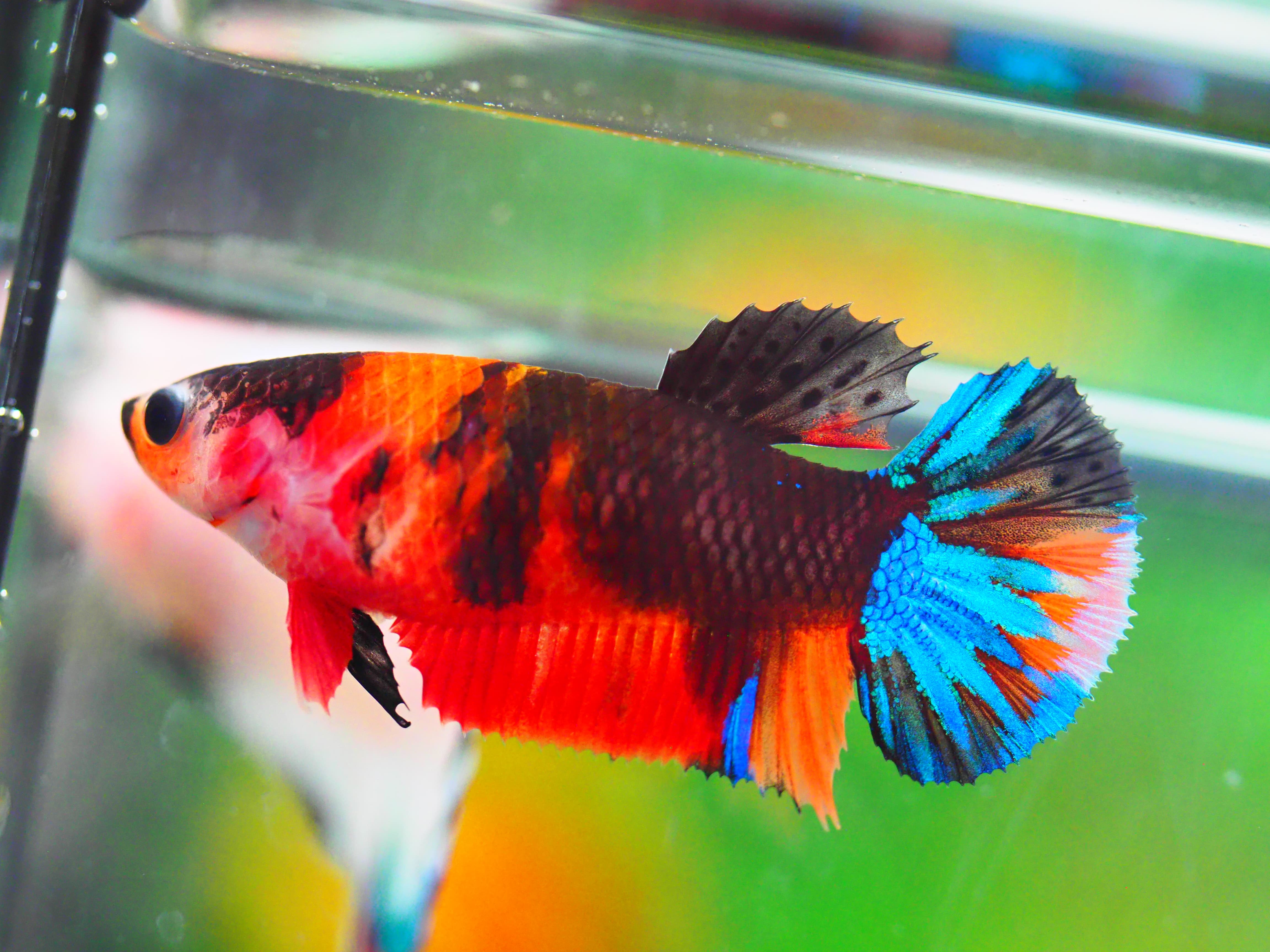 HMPK NEMO GALAXY FNMALE GRADE A +++