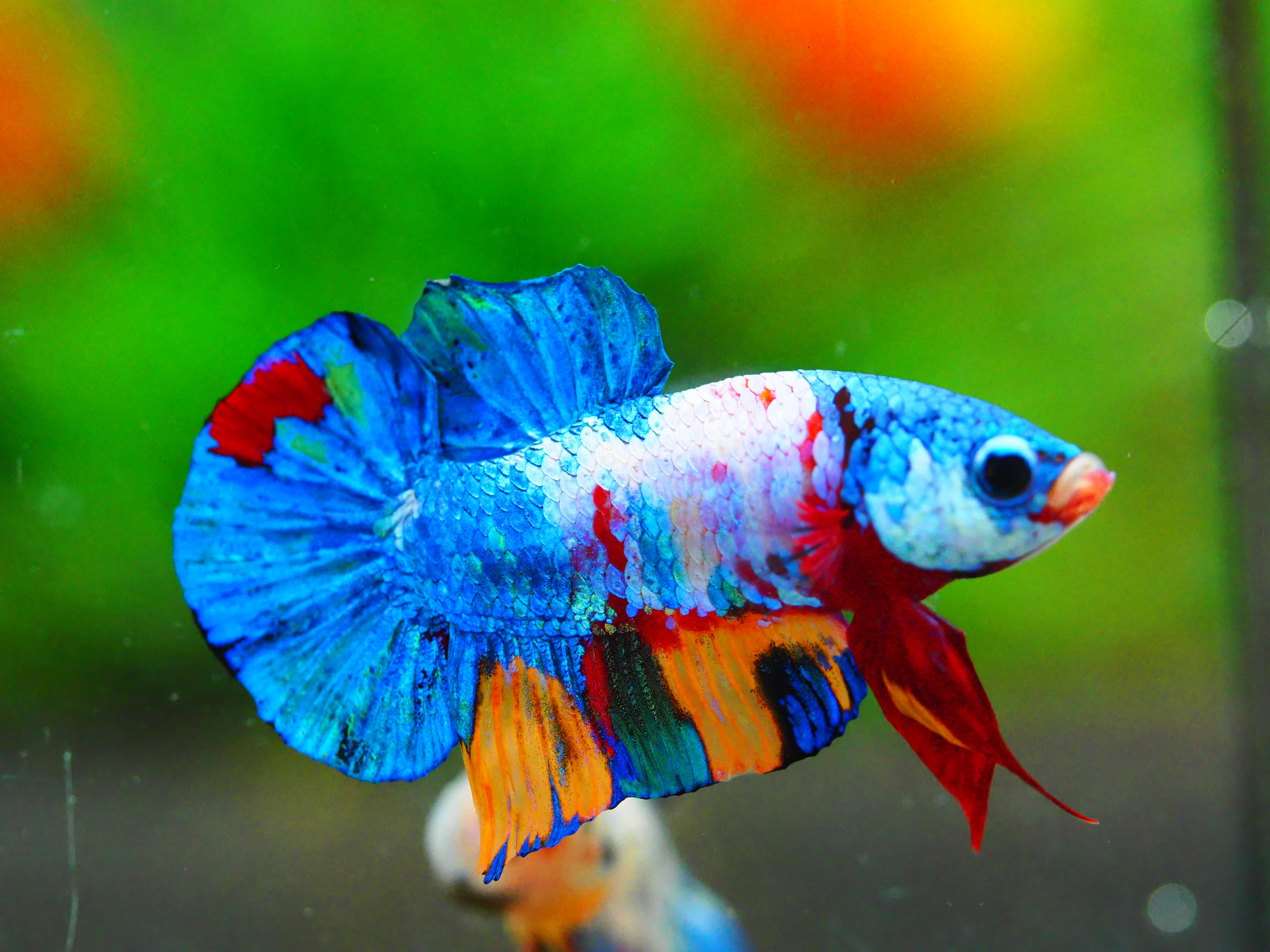 HMPK KOI GALAXY MALE GRADE A +++