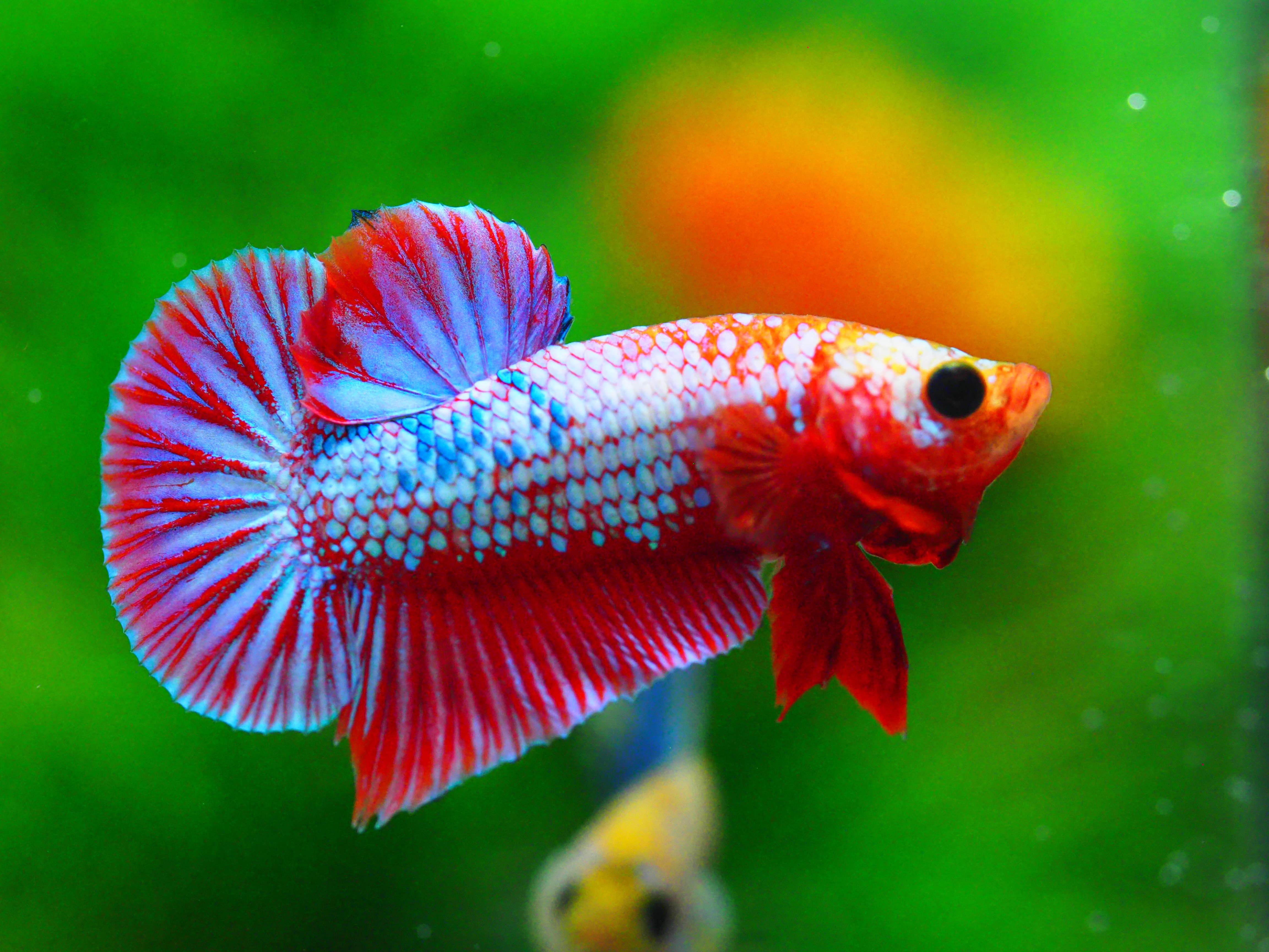 HMPK FANCY MALE GRADE A +++