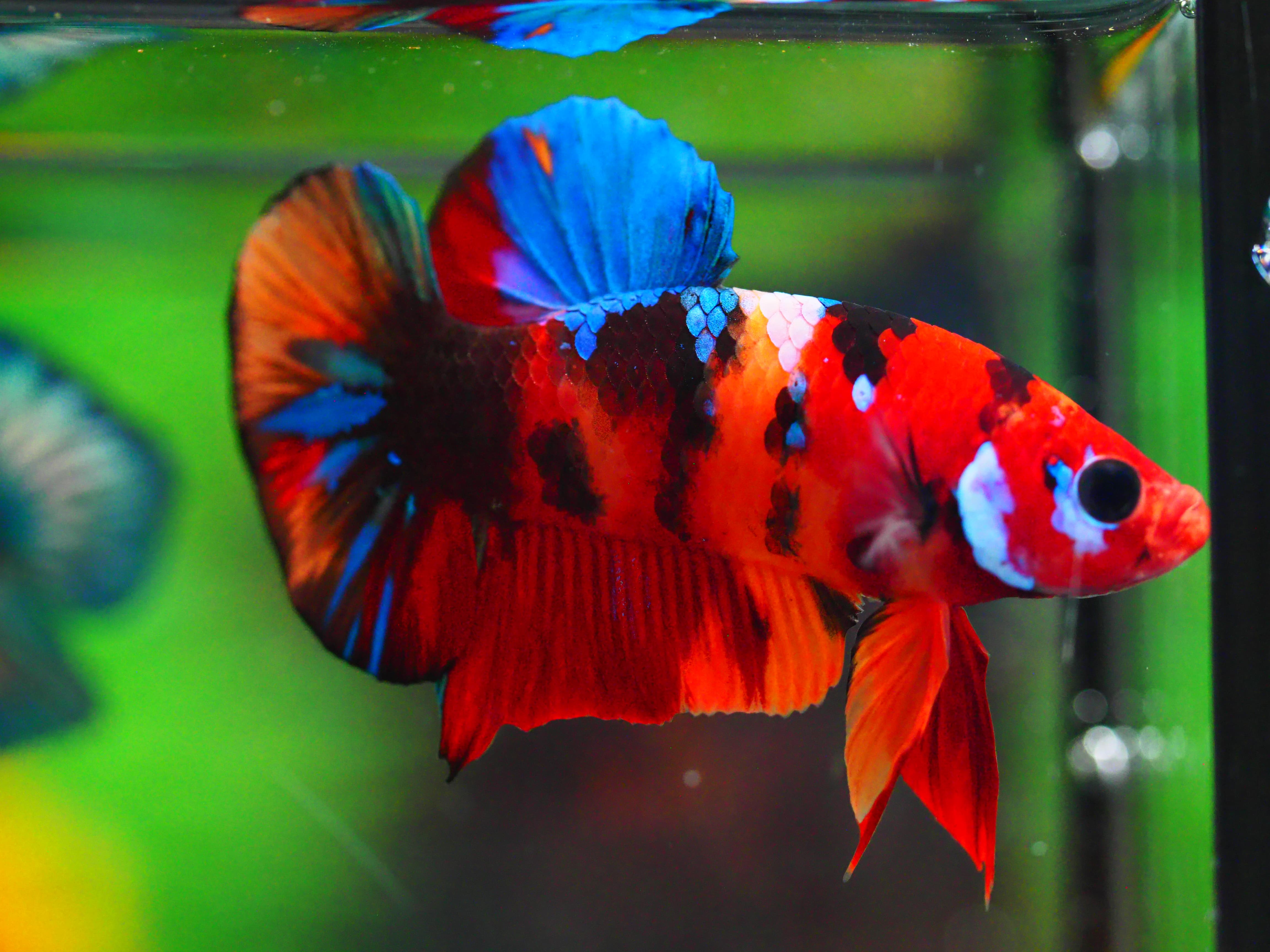 HMPK NEMO GALAXY MALE GRADE A +++