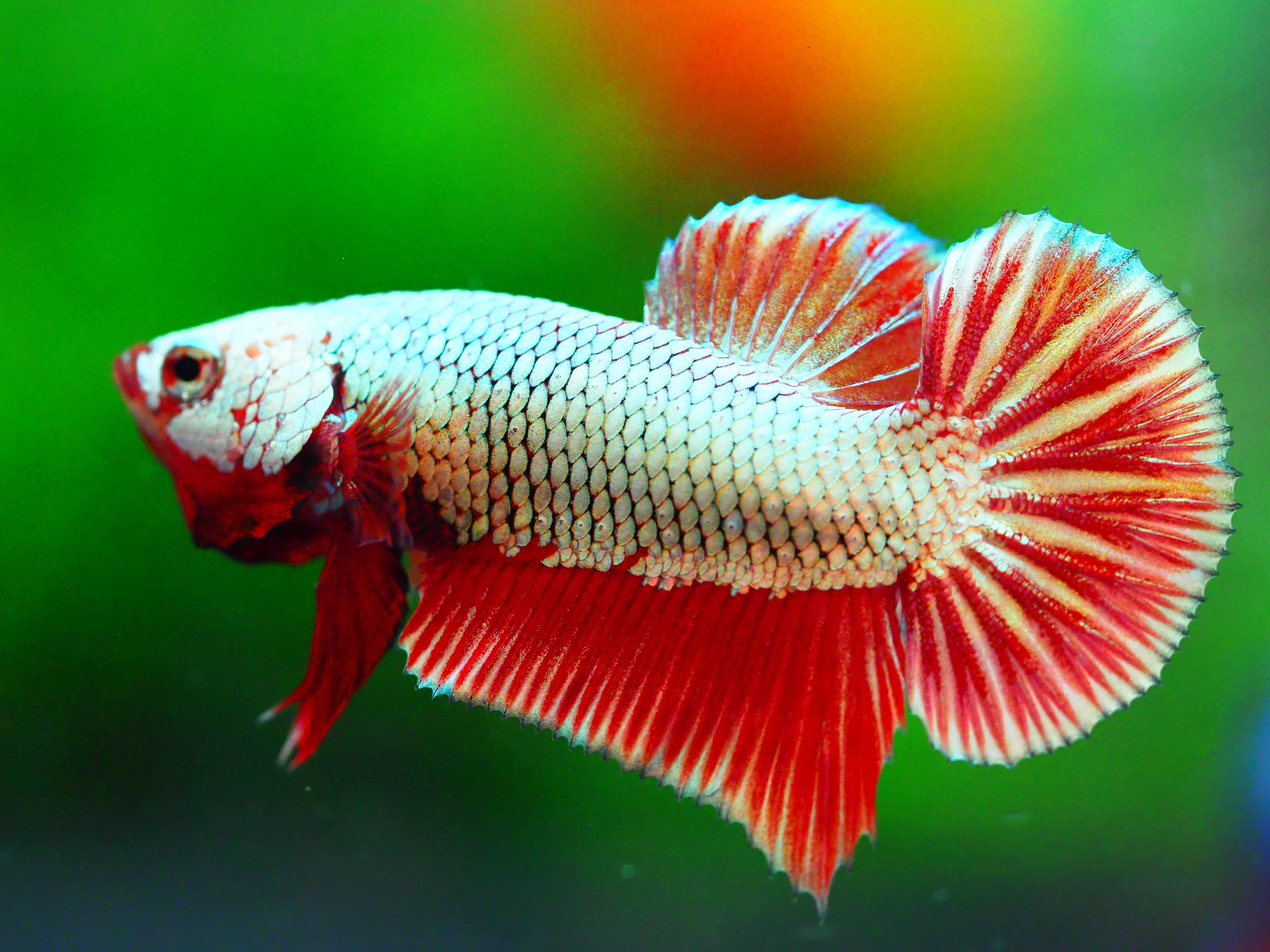 HMPK FANCY MALE GRADE A +++