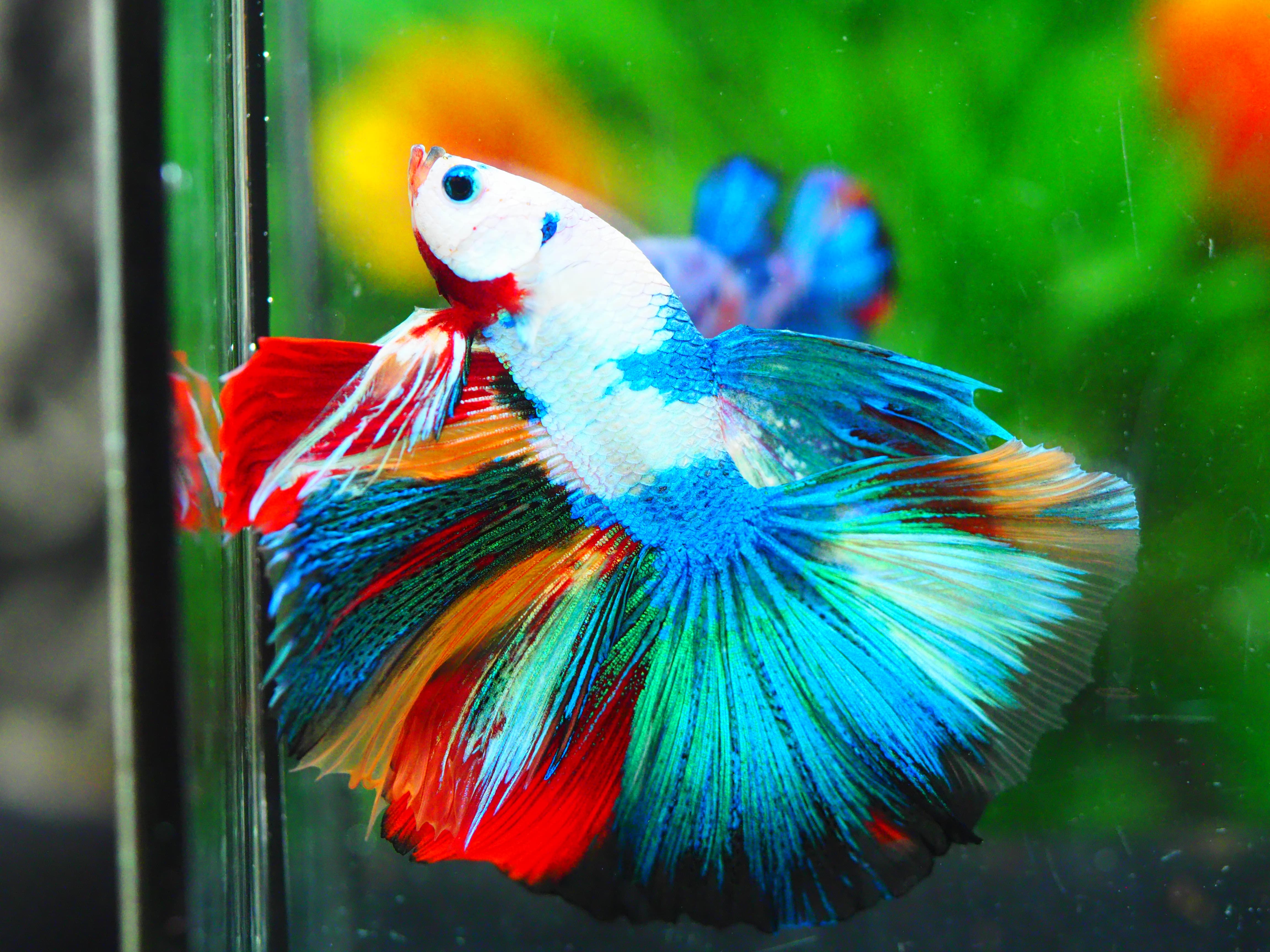 HM KOI GALAXY MALE GRADE A +++