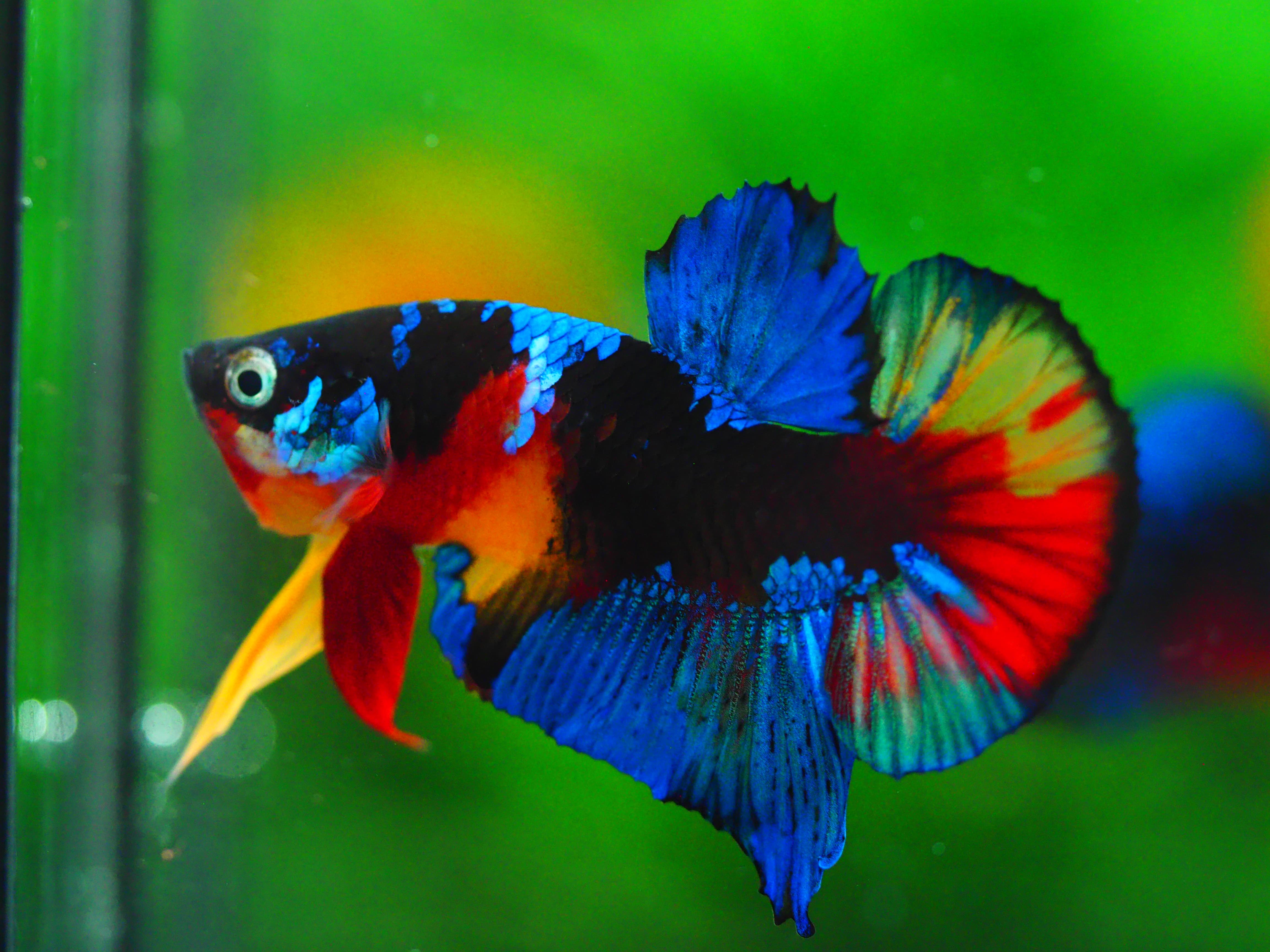 HMPK KOI GALAXY MALE GRADE A +++