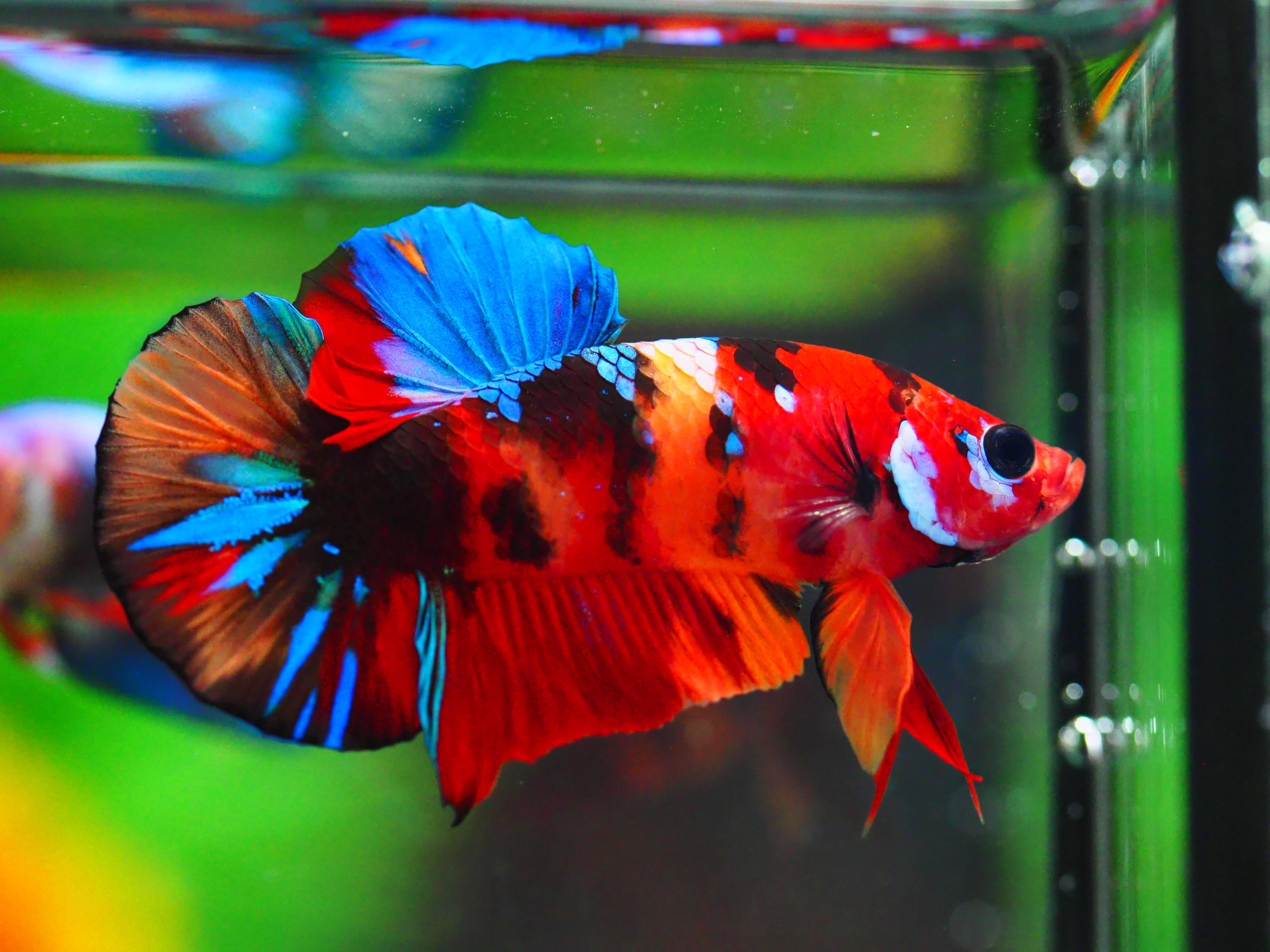 HMPK NEMO GALAXY MALE GRADE A +++