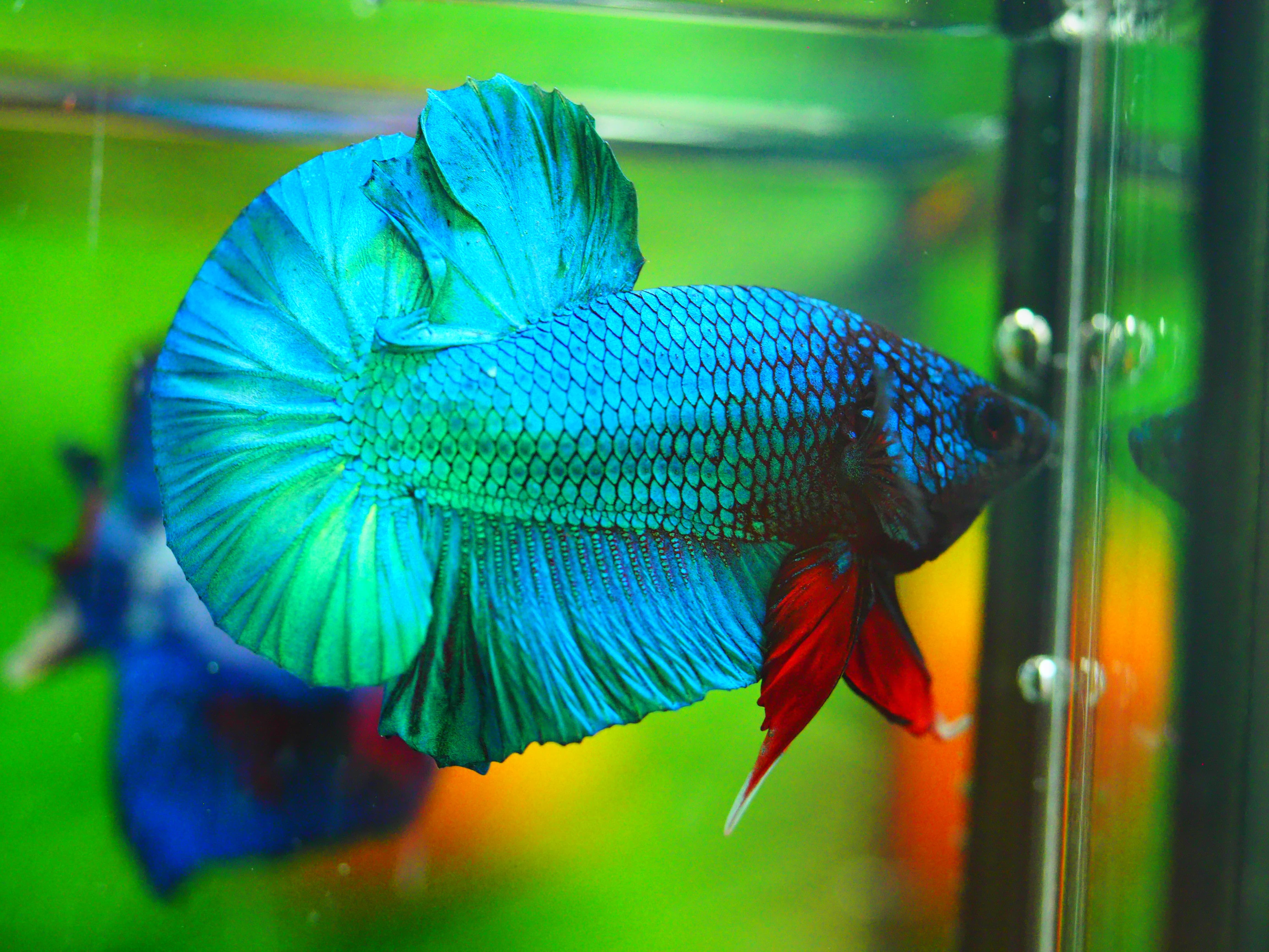 HMPK KOI FANCY MALE GRADE A +++