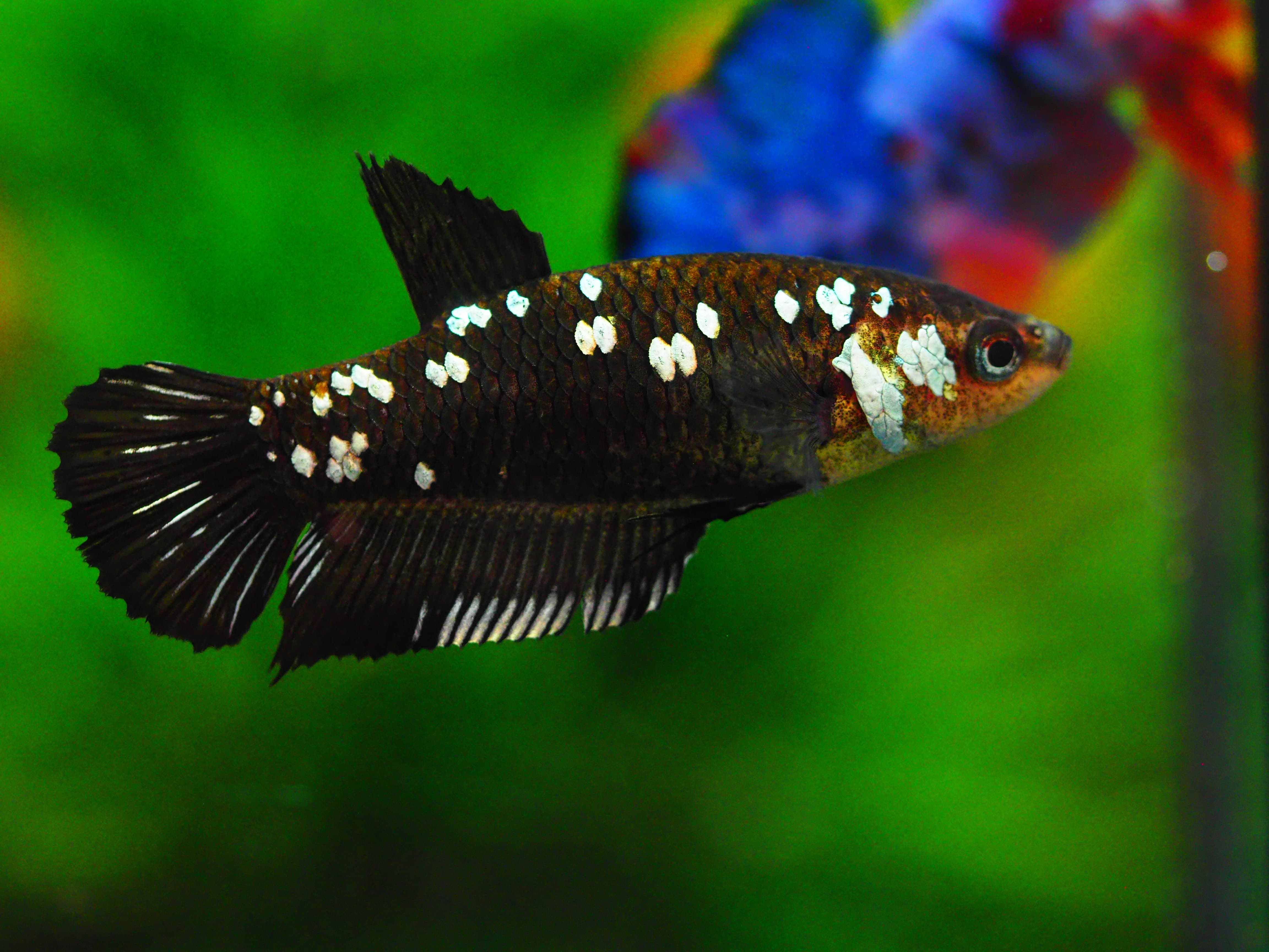 HMPK SRMURIA FEMALE GRADE A +++