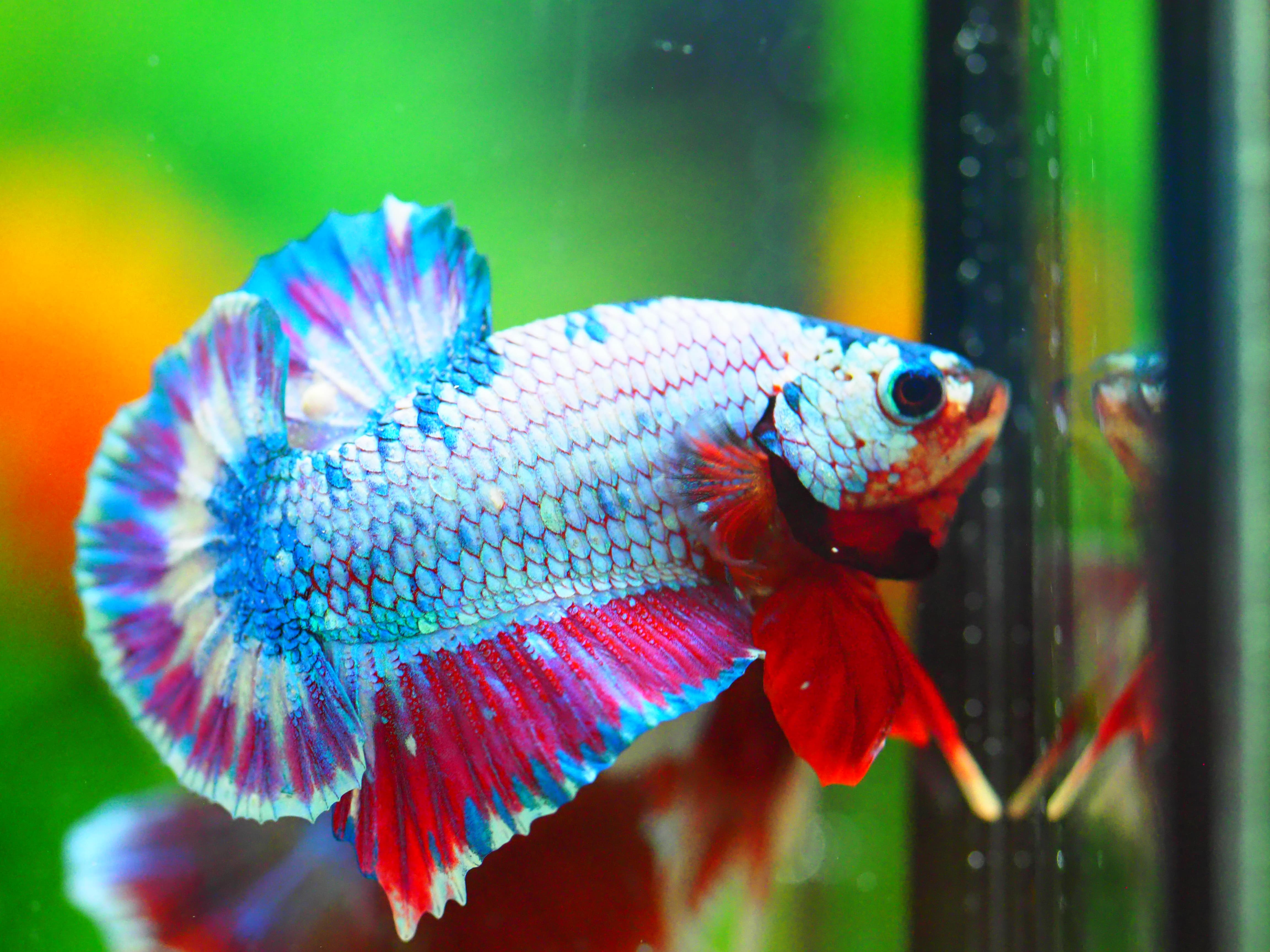 HMPK FANCY MALE GRADE A +++