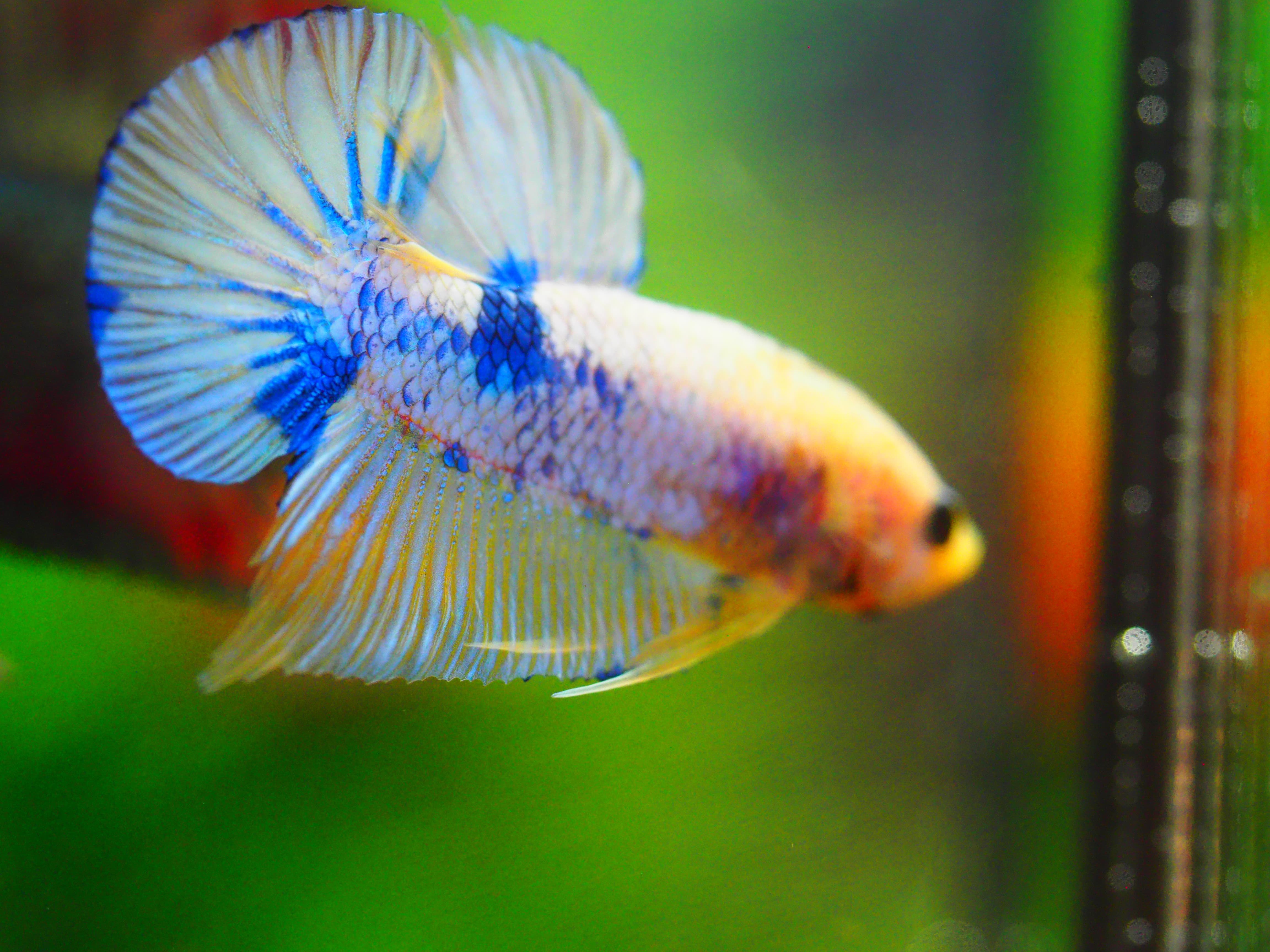 HMPK FANCY MALE GRADE A +++