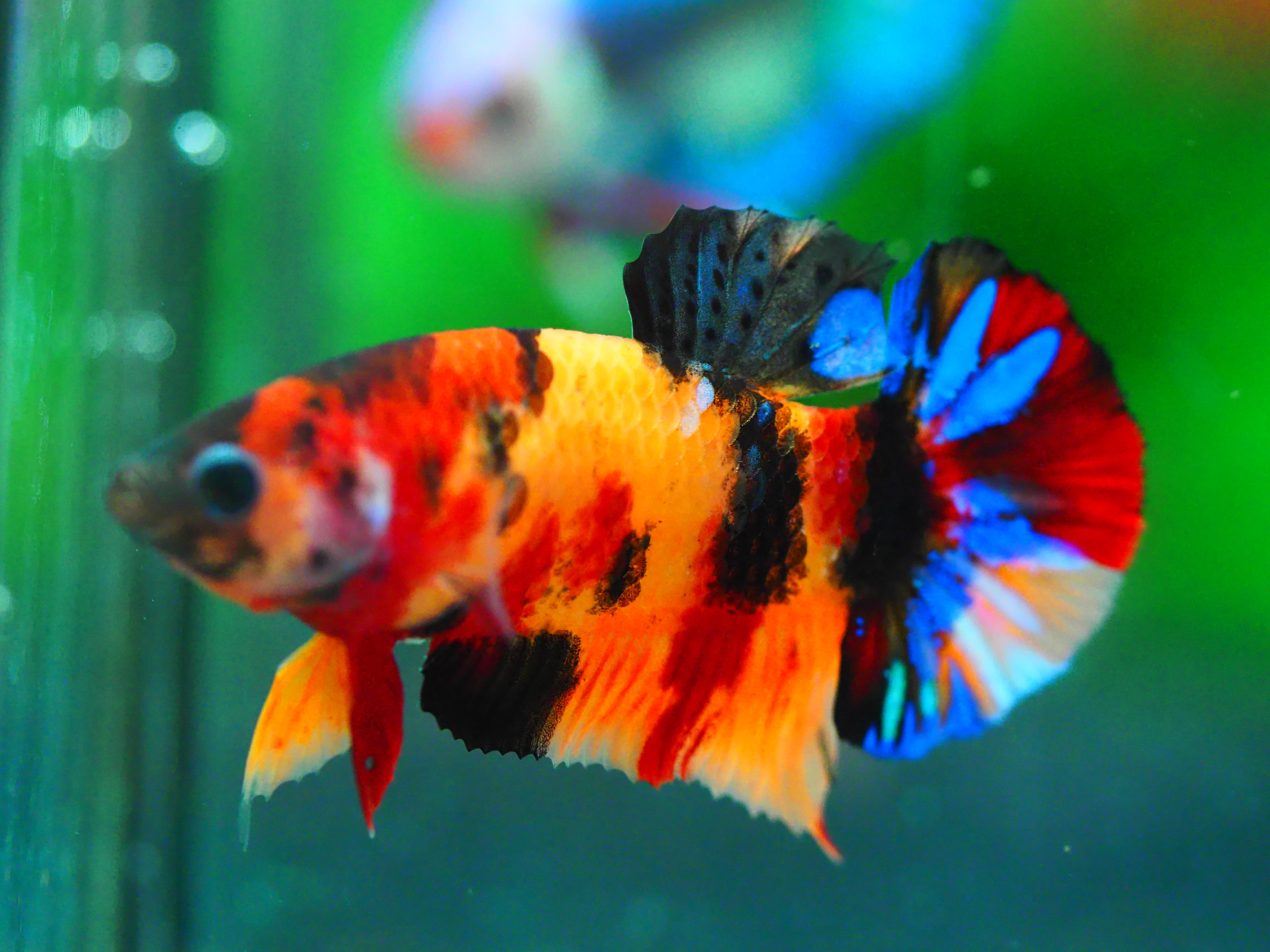 HMPK NEMO GALAXY MALE GRADE A +++