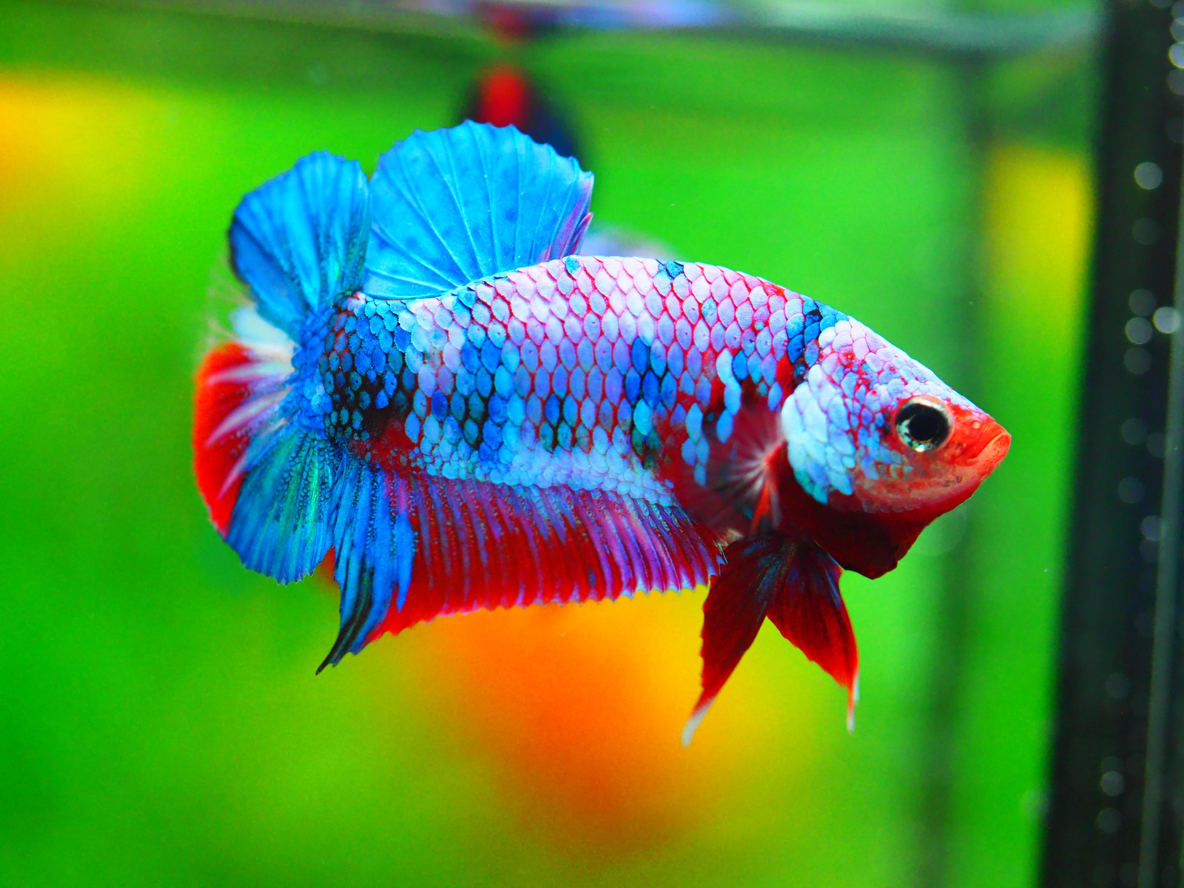 HMPK KOI GALAXY MALE GRADE A +++