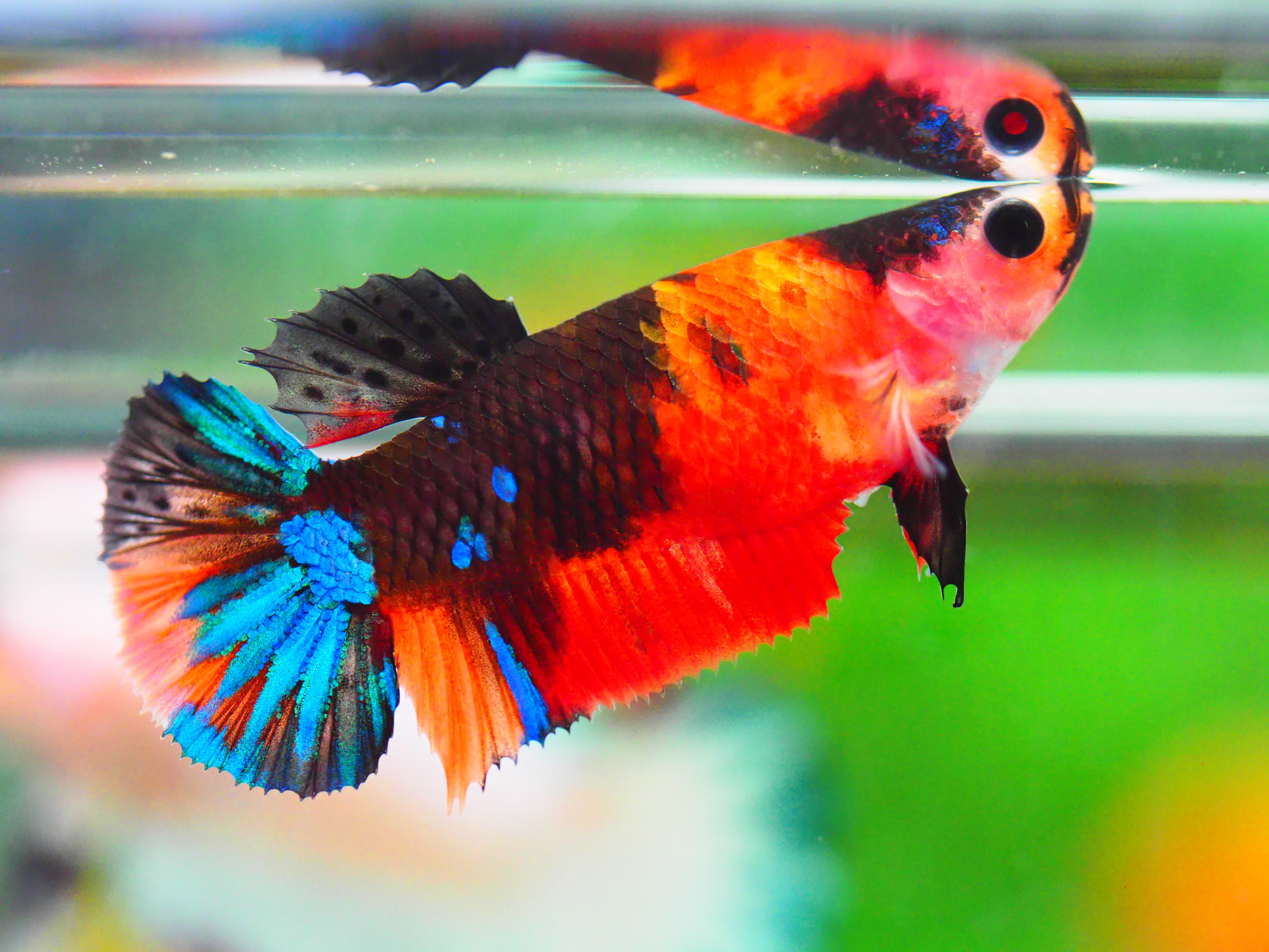 HMPK NEMO GALAXY FNMALE GRADE A +++