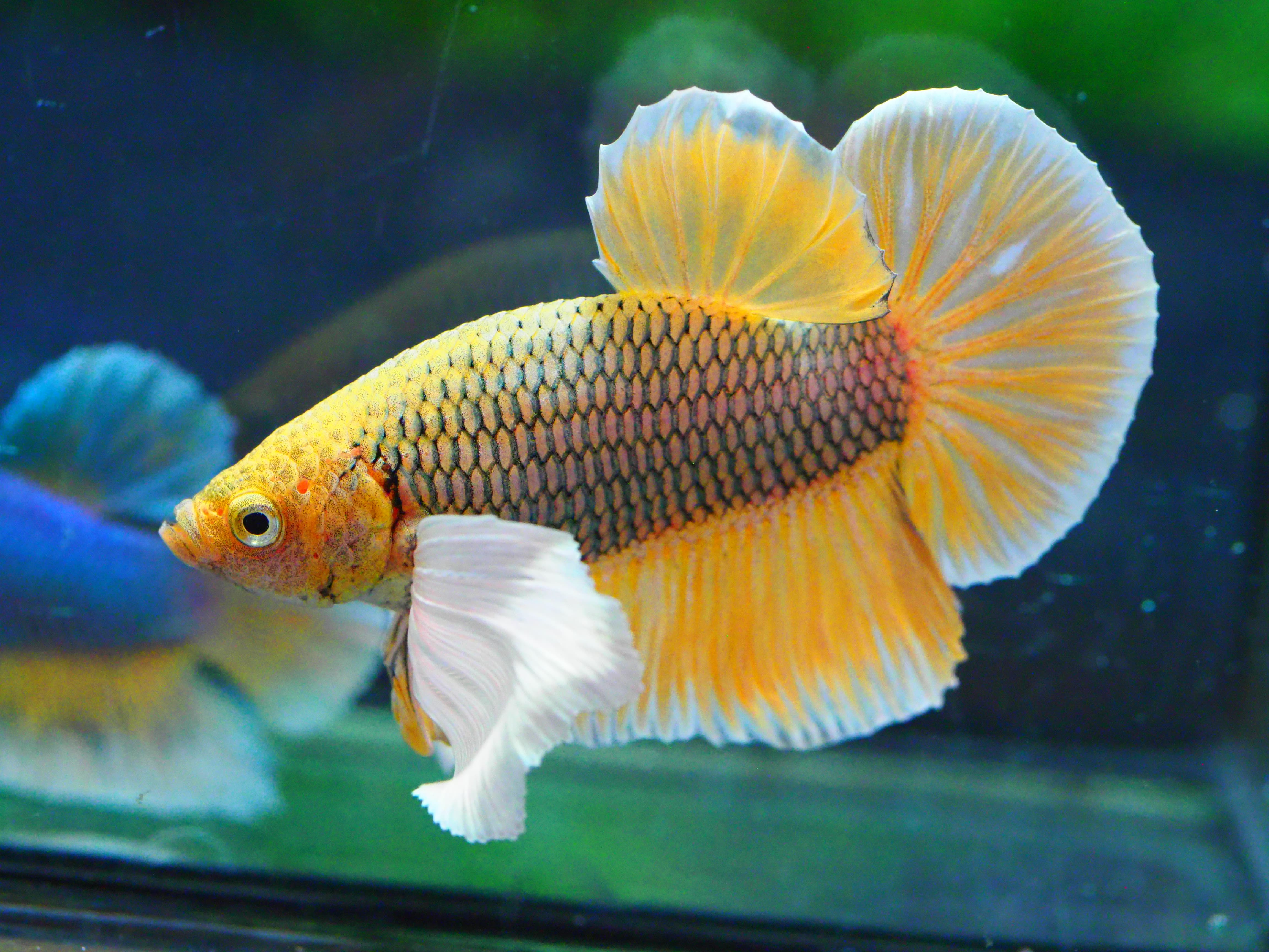 HMPK DUMBO MALE GRADE A +++