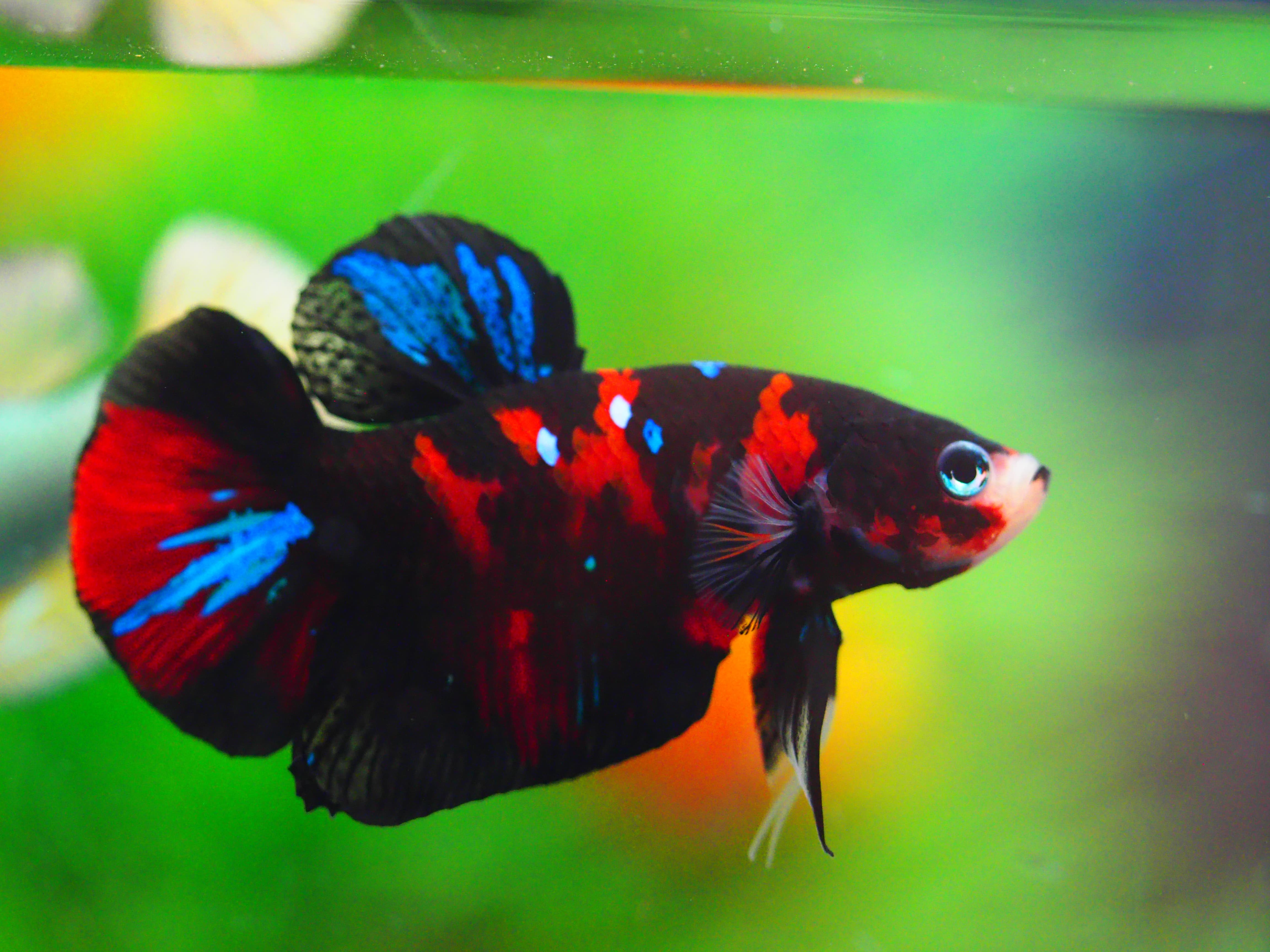 HMPK KOI GALAXY MALE GRADE A +++