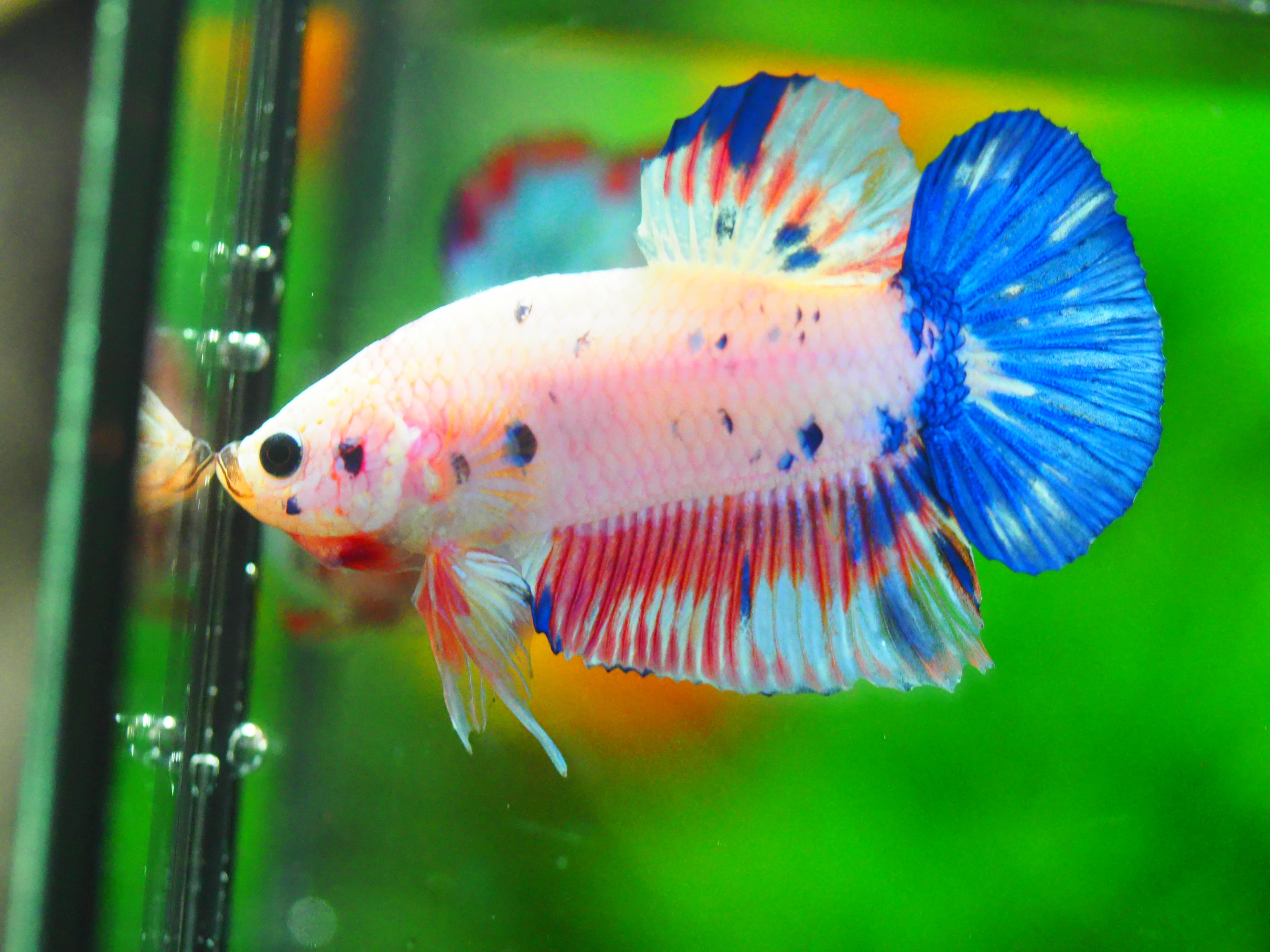 HMPK FANCY MALE GRADE A +++