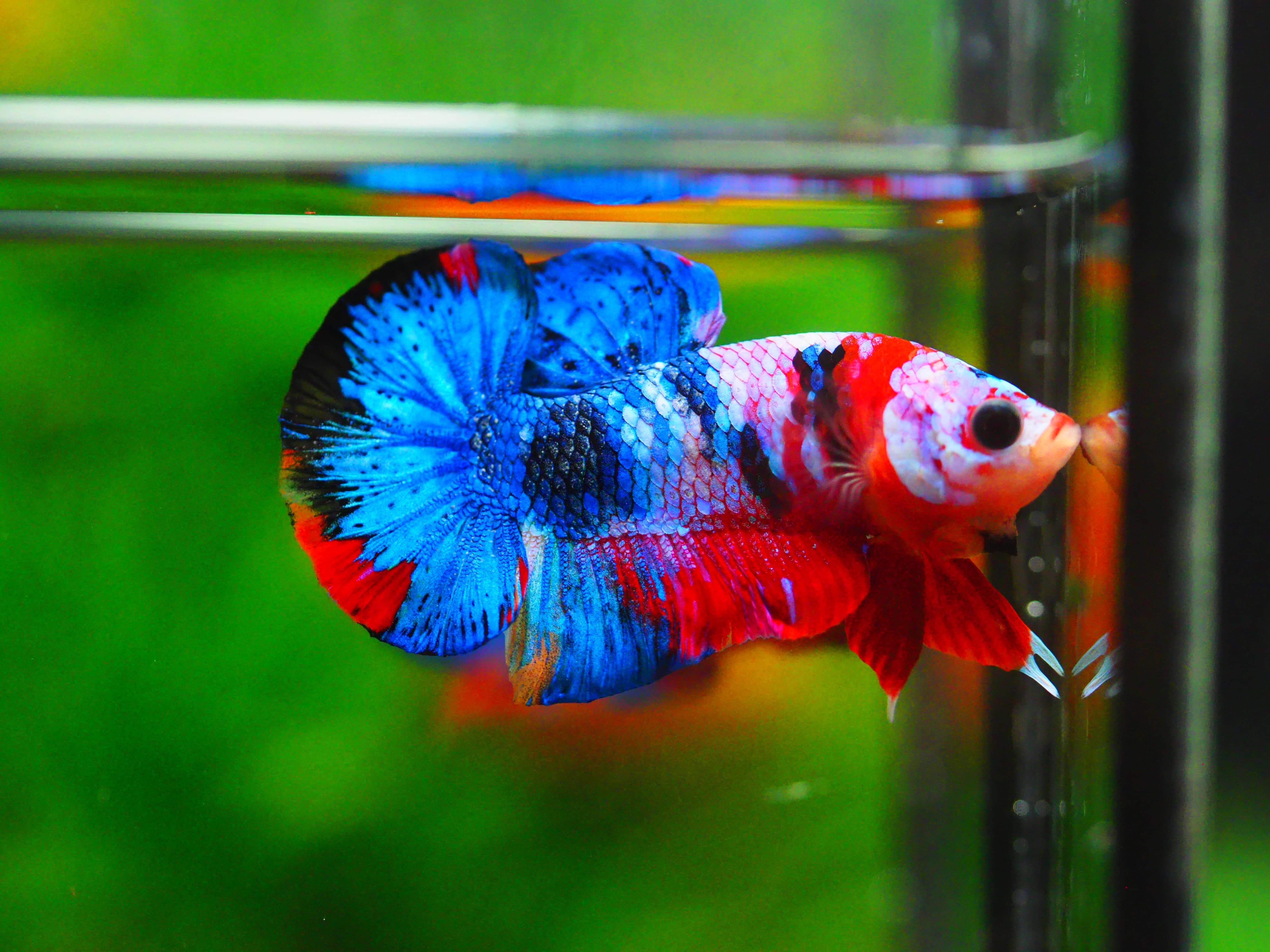 HMPK KOI GALAXY MALE GRADE A +++